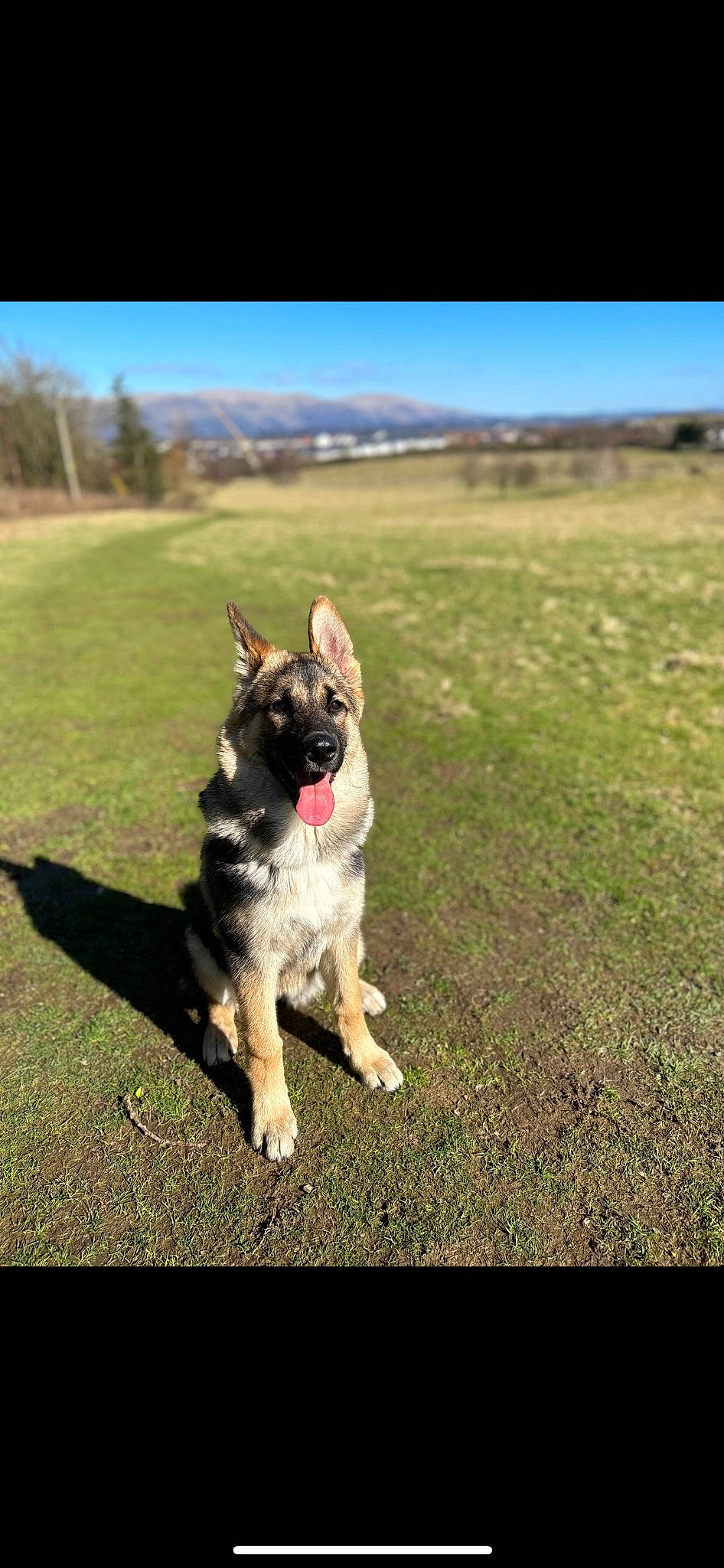 Nala is registered to the contest to win money with this photo: canidae, carnivore, companion_dog, dog, dog_breed, dog_supply, fawn, grass, grassland, herding_dog, landscape, leash, plant, recreation, sky, snout, soil, tail, tree, working_dog