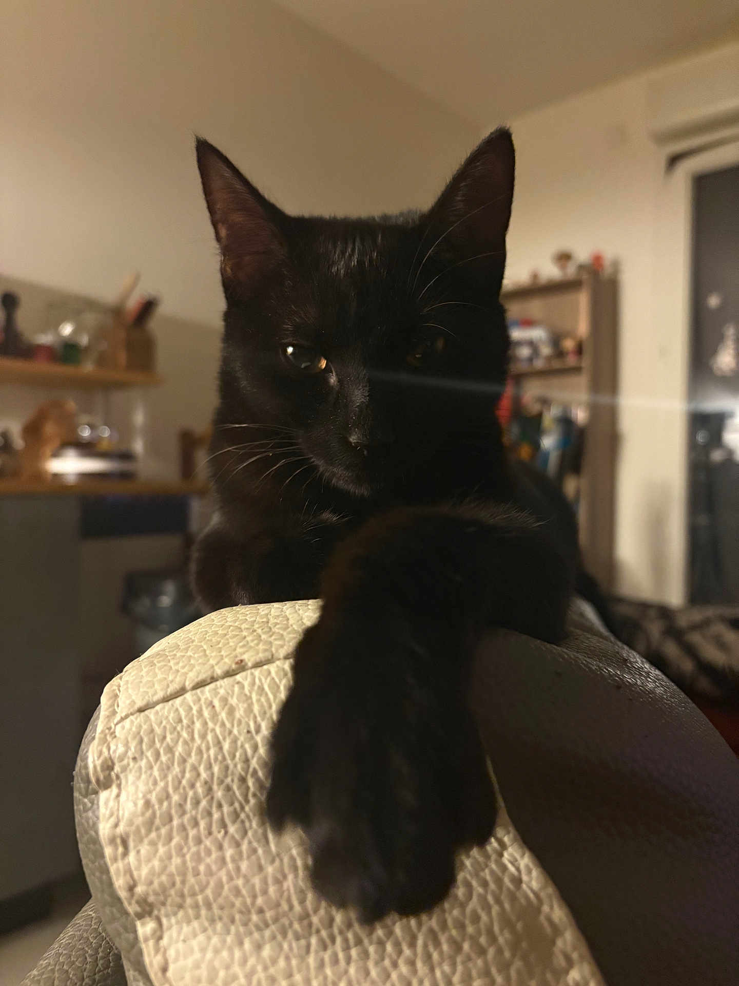Moon participe au concours pour gagner de l'argent avec cette photo : cat, black_cat, paw, couch, indoor, furniture, pet, animal, home, relaxing, texture, leather, close_up, portrait, whiskers, ears, feline, cozy, dim_light, living_room
