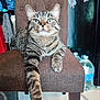 cat, tabby, chair, indoor, furniture, pet, animal, paw, relaxed, fur, striped, green_eyes, household, domestic, mammal, resting, looking, cute, comfortable, cozy