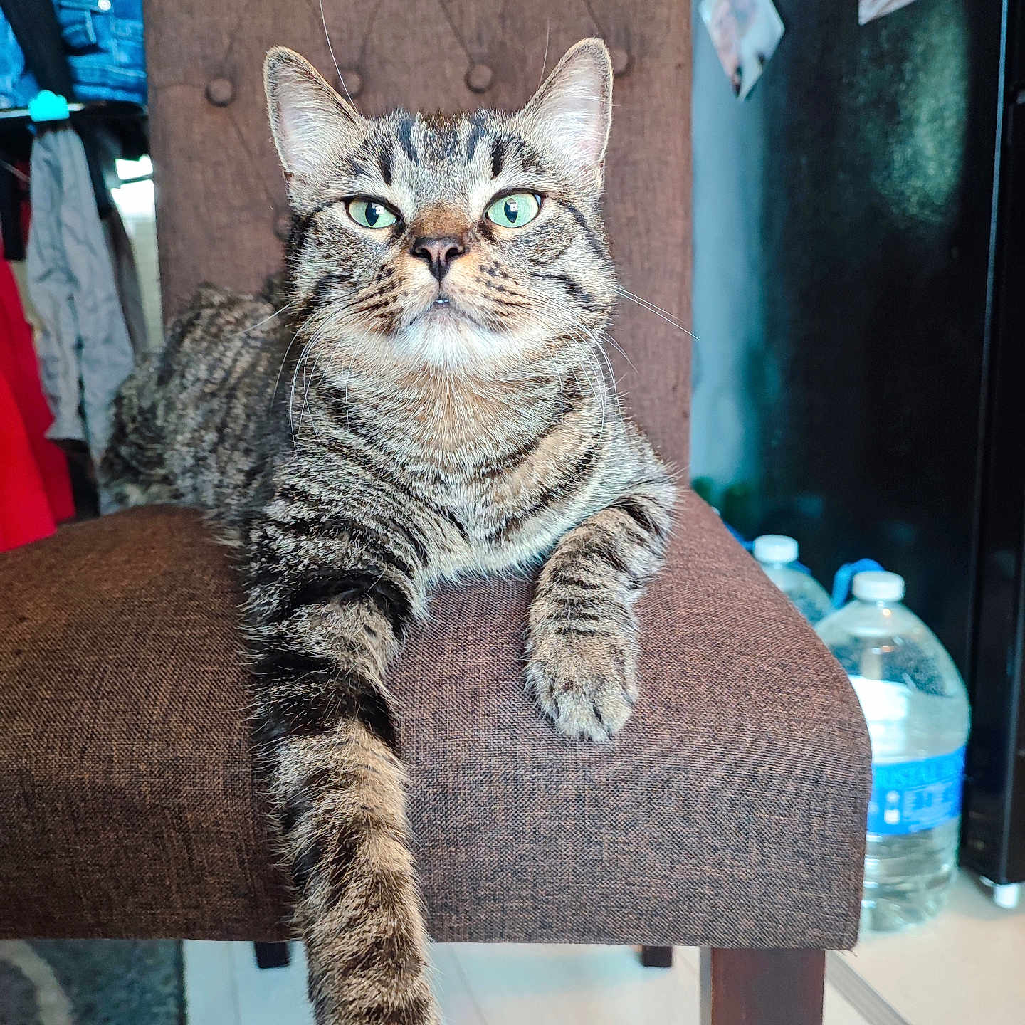Mina a rejoint le concours — aidez-le/la à gagner de superbes lots ! animal, cat, chair, comfortable, cozy, cute, domestic, fur, furniture, green_eyes, household, indoor, looking, mammal, paw, pet, relaxed, resting, striped, tabby