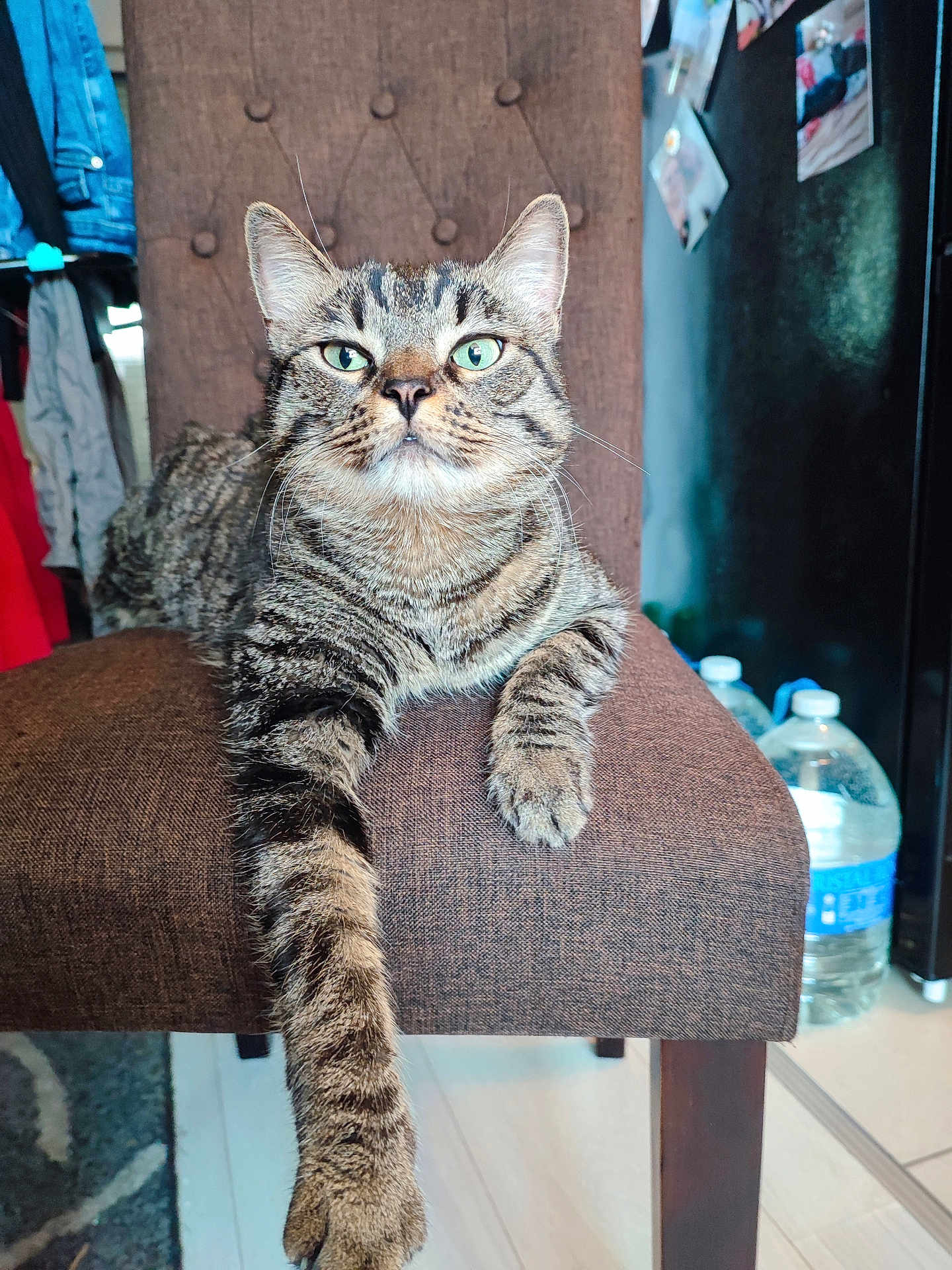 Mina a rejoint le concours — aidez-le/la à gagner de superbes lots ! cat, tabby, chair, indoor, furniture, pet, animal, paw, relaxed, fur, striped, green_eyes, household, domestic, mammal, resting, looking, cute, comfortable, cozy