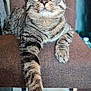 Mina participe au concours pour gagner de l'argent avec cette photo : cat, tabby, feline, pet, animal, green_eyes, striped_fur, chair, furniture, indoor, relaxed, paw, whiskers, closeup, portrait, cute, domestic_cat, looking, resting, expression
