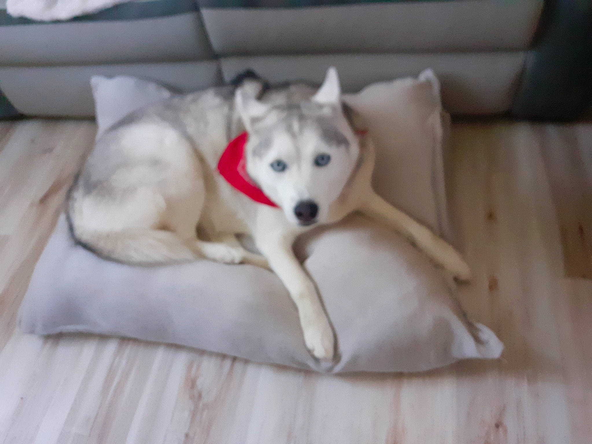 Laika a rejoint le concours — aidez-le/la à gagner de superbes lots ! canidae, canis, carnivore, comfort, companion_dog, couch, dog, dog_breed, dog_supply, flooring, fur, hardwood, paw, siberian_husky, sled_dog, sporting_group, tail, wood, working_animal, working_dog
