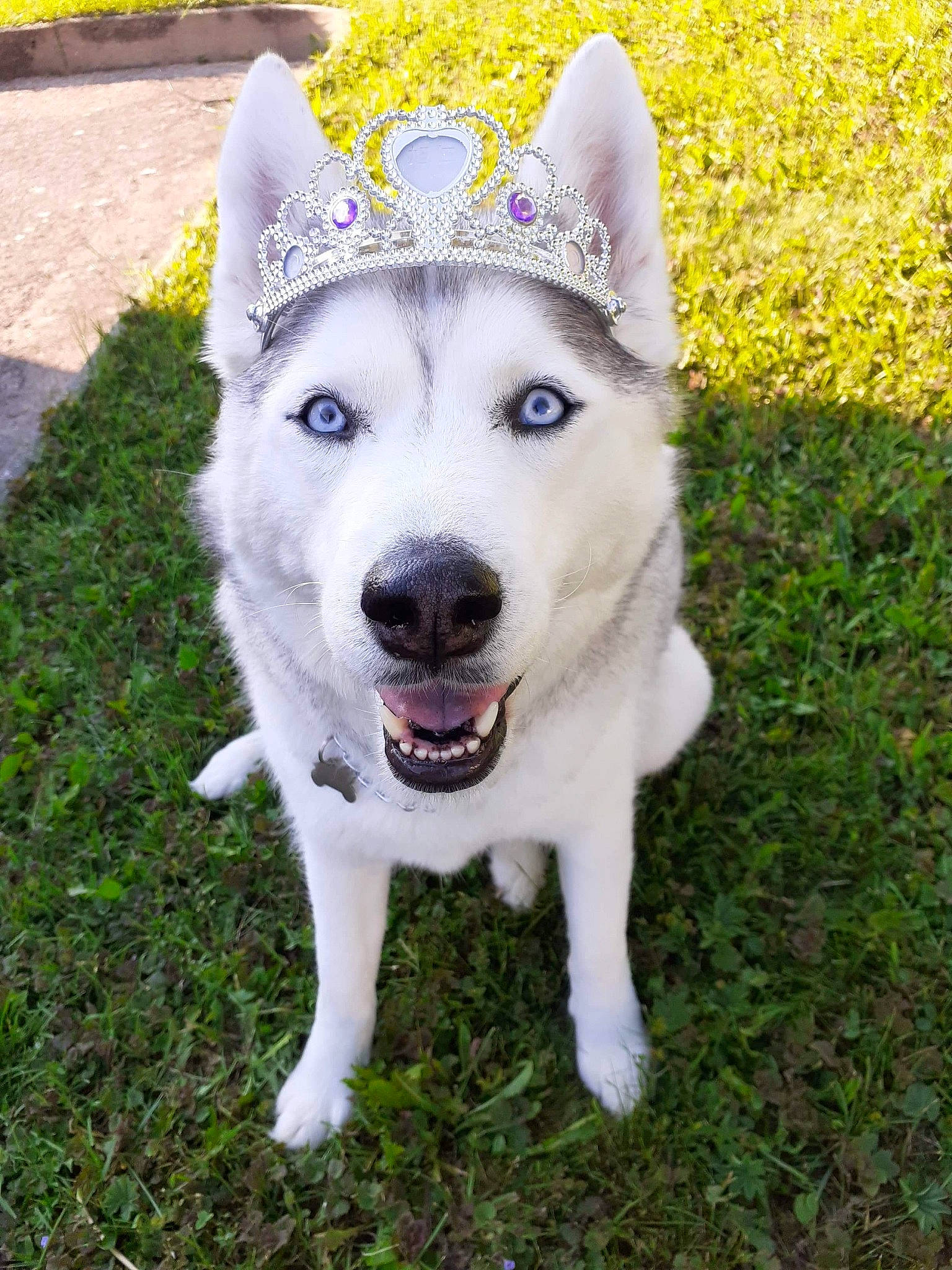 Laika a rejoint le concours — aidez-le/la à gagner de superbes lots ! ancient_dog_breeds, canis, carnivore, companion_dog, dog, dog_breed, fashion_accessory, fur, grass, happy, herding_dog, non_sporting_group, plant, recreation, sled_dog, sporting_group, whiskers, wolf, working_animal, working_dog