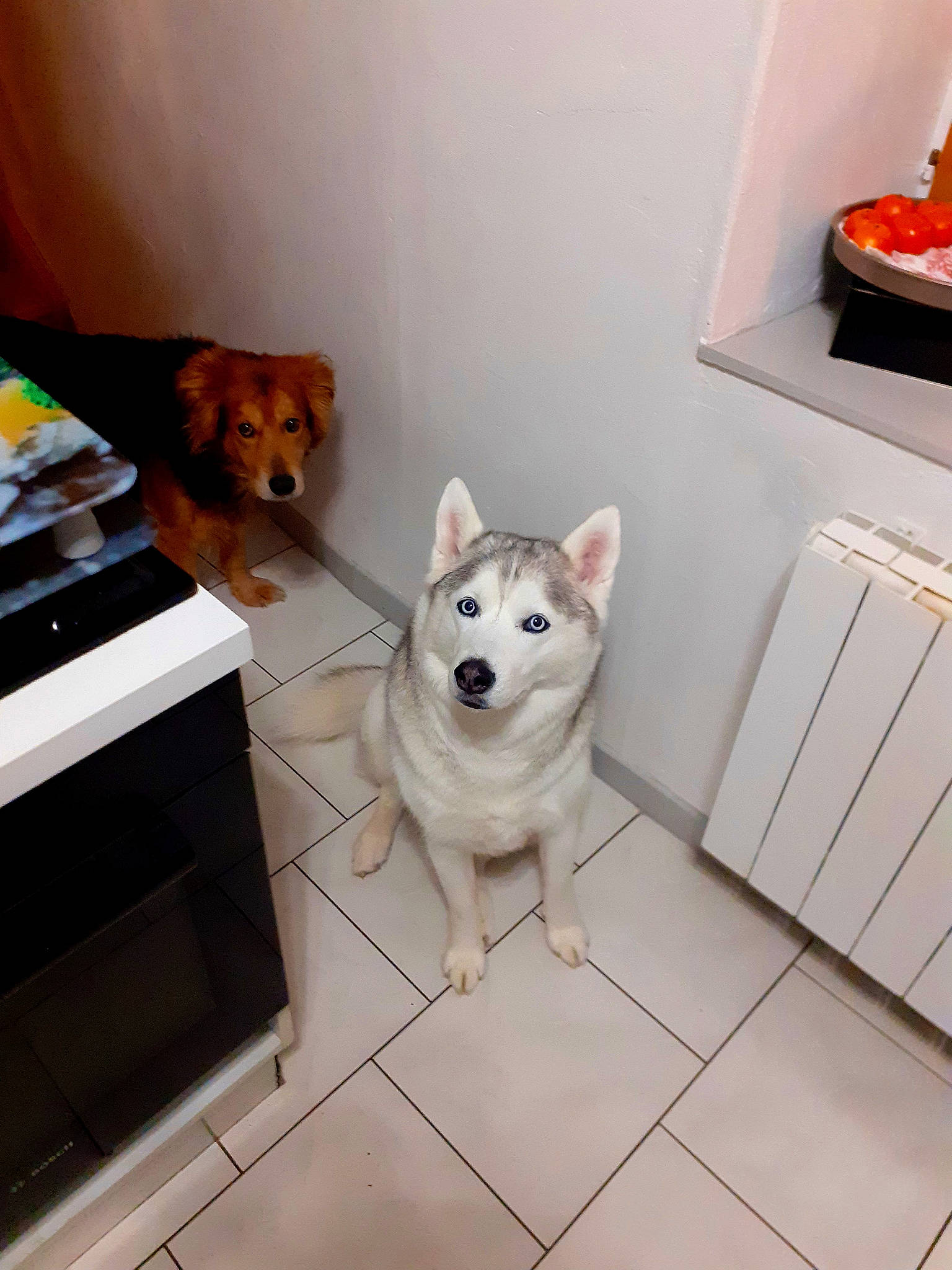 Laika a rejoint le concours — aidez-le/la à gagner de superbes lots ! ancient_dog_breeds, canidae, carnivore, companion_dog, dog, dog_breed, dog_supply, fawn, floor, flooring, hardwood, home_appliance, non_sporting_group, room, snout, sporting_group, tail, tile, wood, wood_flooring