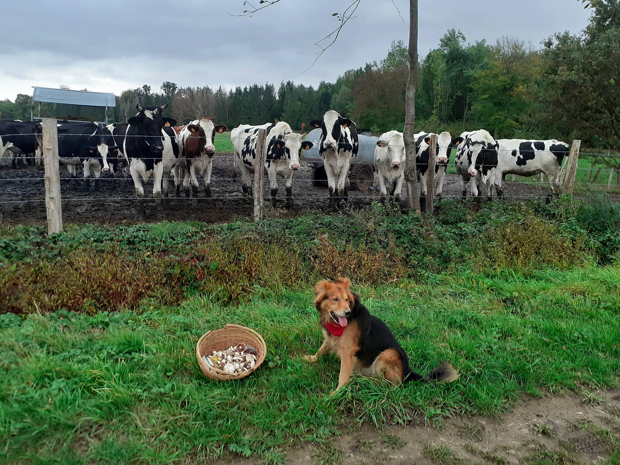 Gaiko participe au concours pour gagner de l'argent avec cette photo : carnivore, cloud, companion_dog, dairy_cow, dog, dog_breed, fawn, grass, grassland, landscape, livestock, mammal, meadow, pasture, plant, sky, terrestrial_animal, tree, vertebrate, working_animal