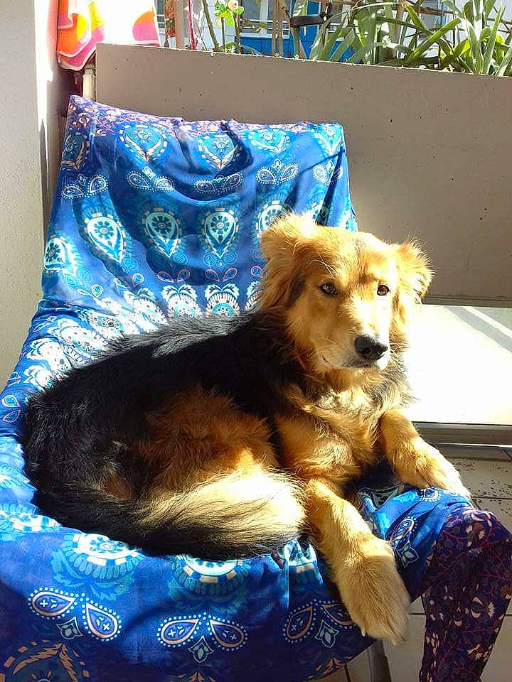 Gaiko a rejoint le concours — aidez-le/la à gagner de superbes lots ! blue, canidae, carnivore, comfort, companion_dog, dog, dog_breed, dog_supply, door, electric_blue, fawn, fur, linens, paw, pillow, plant, snout, sporting_group, tail, whiskers