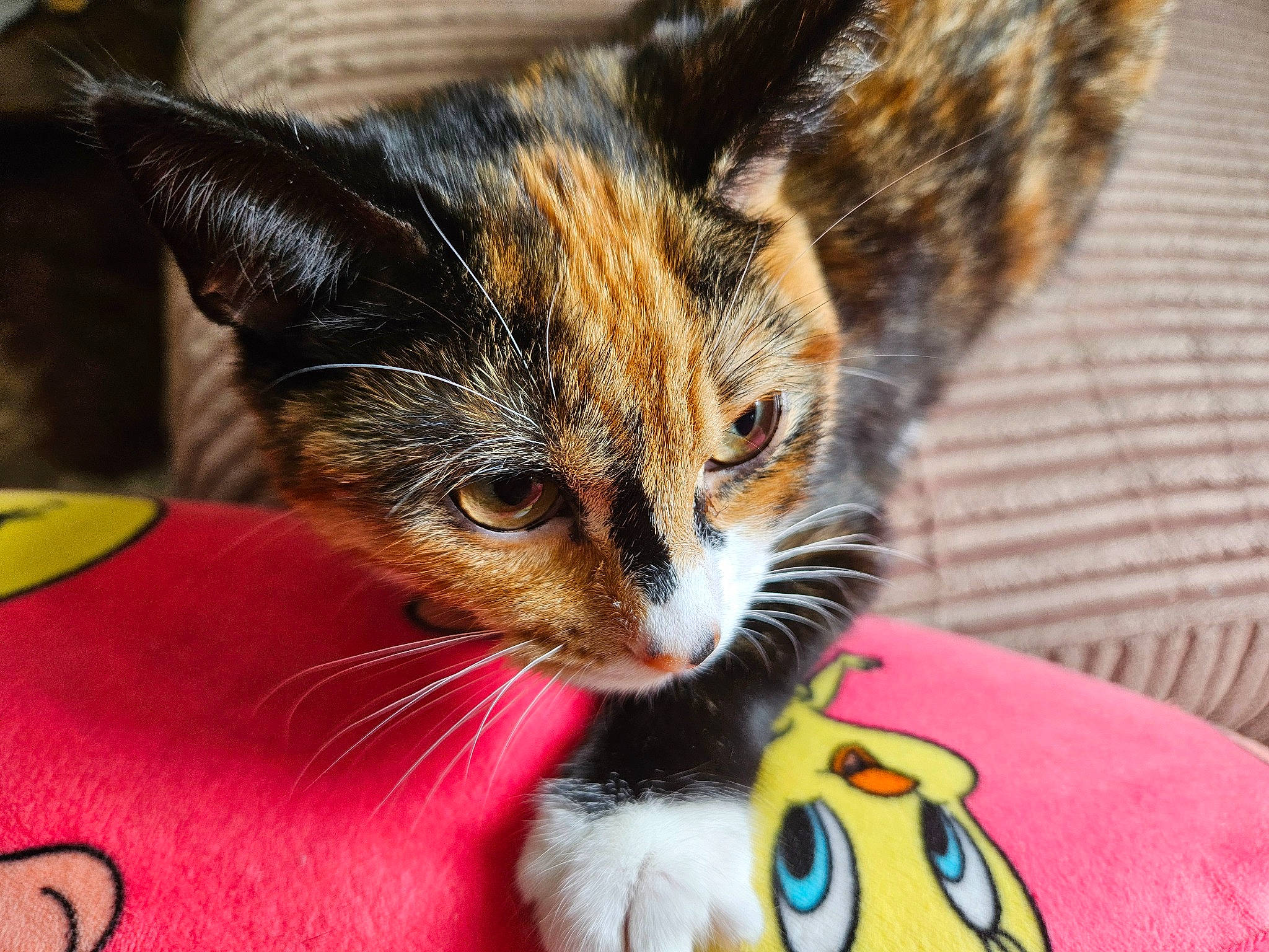 Amira joined the competition — help win amazing prizes! carnivore, cat, cat_toy, claw, comfort, domestic_short_haired_cat, felidae, foot, fur, grass, macro_photography, paw, sitting, small_to_medium_sized_cats, snout, stuffed_toy, tail, toy, whiskers