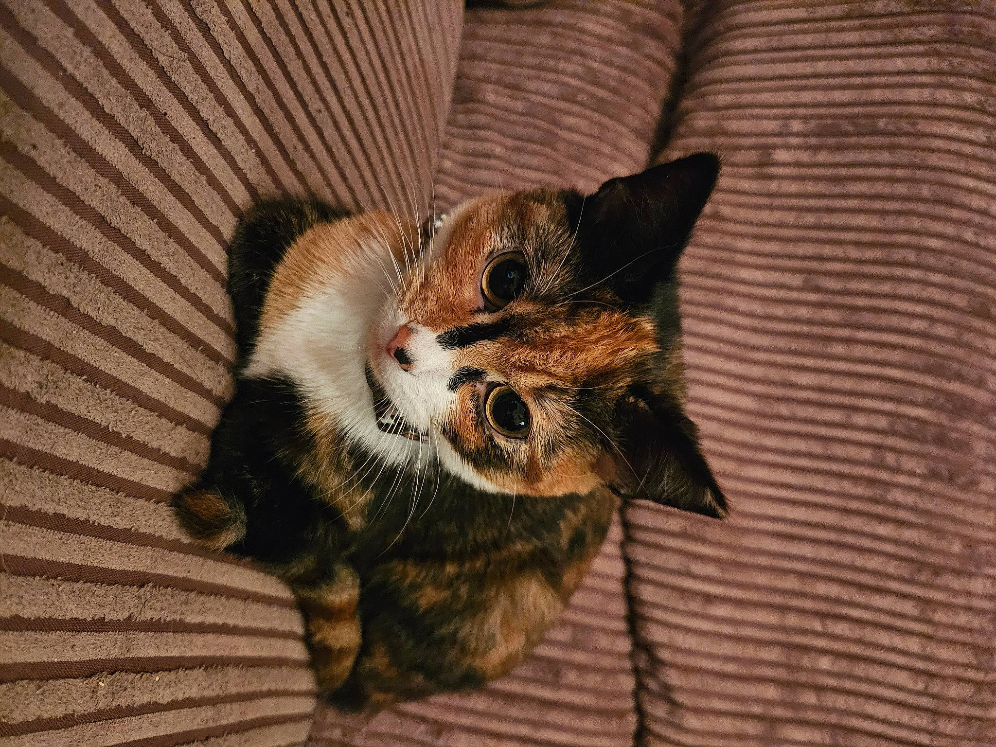 Amira joined the competition — help win amazing prizes! carnivore, cat, claw, comfort, domestic_short_haired_cat, fawn, felidae, fur, paw, small_to_medium_sized_cats, snout, tail, terrestrial_animal, tree, whiskers, wildlife, wood