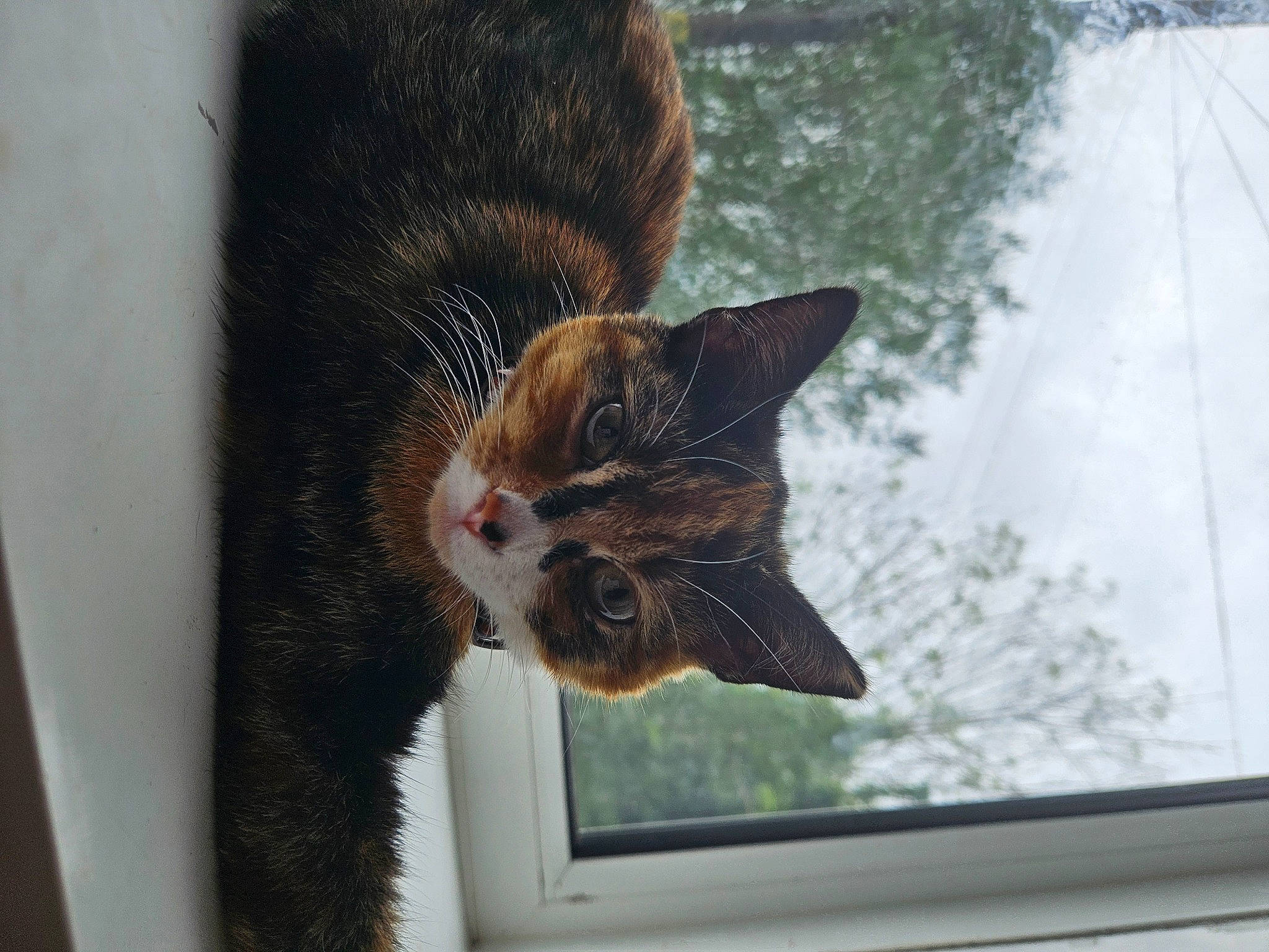 Amira is registered to the contest to win money with this photo: carnivore, cat, domestic_short_haired_cat, door, fawn, felidae, fur, glass, plant, sash_window, small_to_medium_sized_cats, snout, tail, textile, tree, whiskers, wildlife, window, winter, wood
