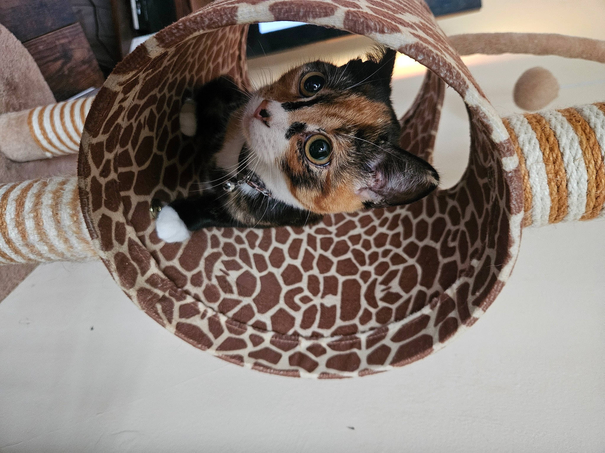 Amira is registered to the contest to win money with this photo: carnivore, circle, eye, fawn, felidae, fur, head, metal, pattern, paw, python, reptile, scaled_reptile, serpent, snout, tail, terrestrial_animal, whiskers, wildlife, wood