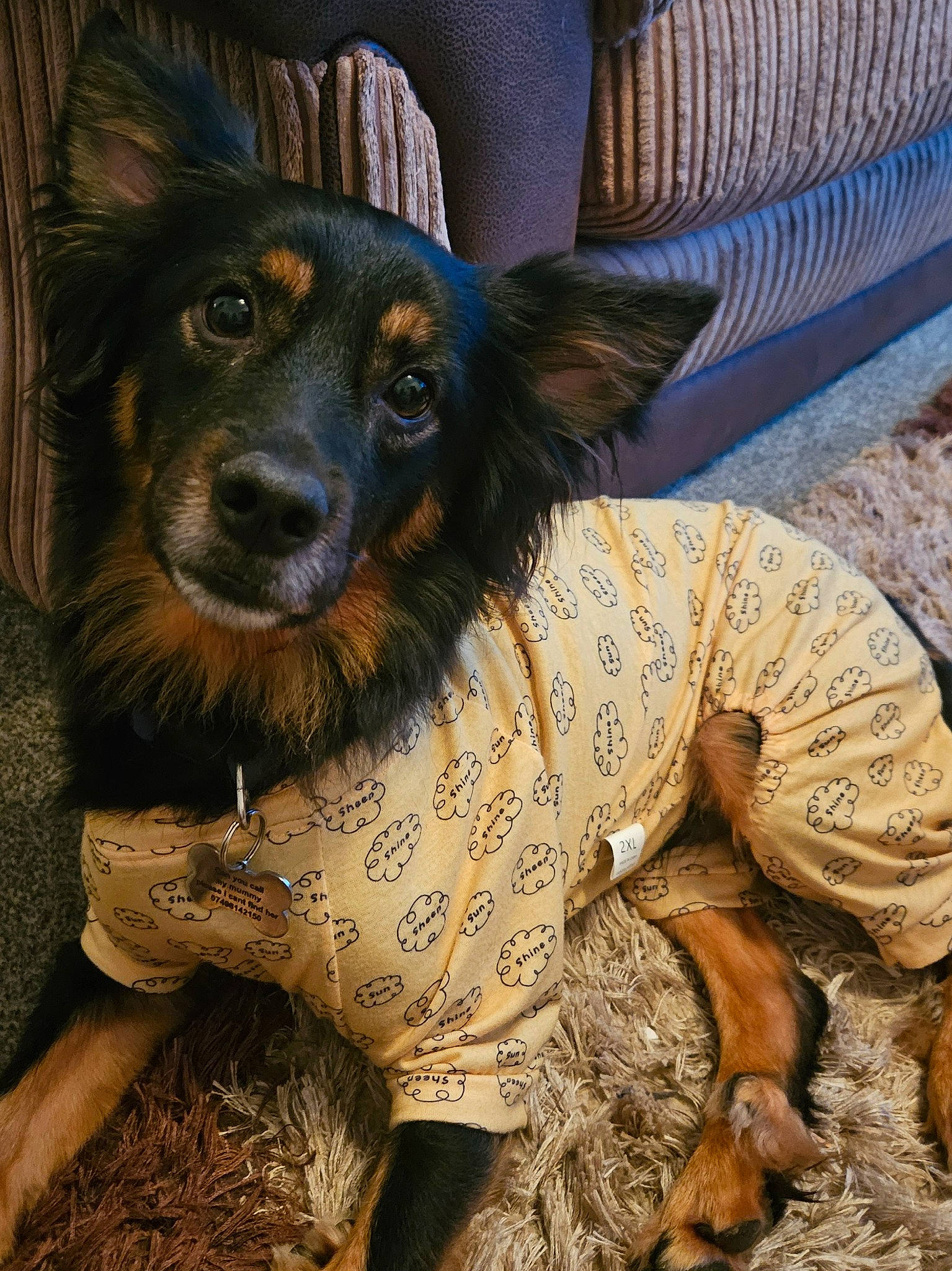 Benji is registered to the contest to win money with this photo: canidae, carnivore, collar, comfort, companion_dog, couch, dog, dog_breed, dog_collar, dog_supply, ear, fawn, fur, pattern, sitting, snout, sporting_group, whiskers, working_animal, working_dog