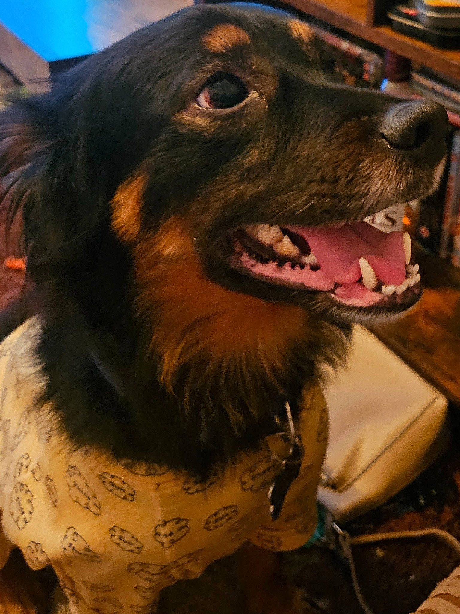 Benji is registered to the contest to win money with this photo: canidae, carnivore, collar, companion_dog, dog, dog_breed, dog_collar, fang, fur, snout, sporting_group, whiskers, working_dog