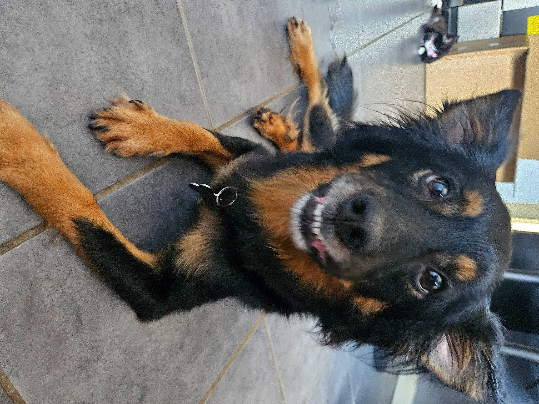 Benji is registered to the contest to win money with this photo: carnivore, companion_dog, dog, dog_breed, ear, fur, german_shepherd_dog, guard_dog, herding_dog, king_shepherd, old_german_shepherd_dog, paw, snout, whiskers, working_animal, working_dog