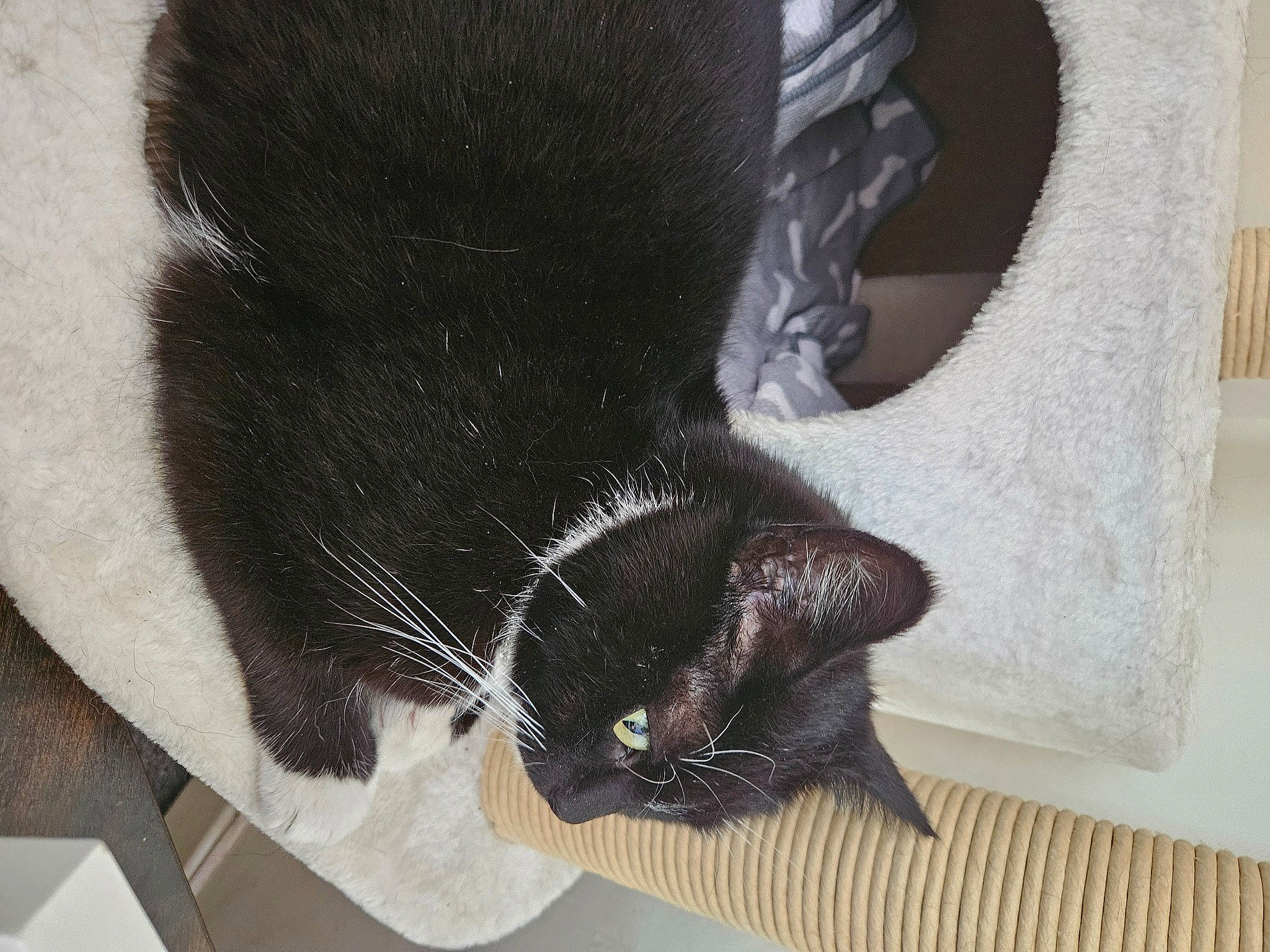 Jesse joined the competition — help win amazing prizes! black_cat, bombay, carnivore, cat, claw, comfort, dog_breed, domestic_short_haired_cat, felidae, flooring, foot, fur, gesture, human_leg, paw, small_to_medium_sized_cats, snout, sporting_group, tail, whiskers