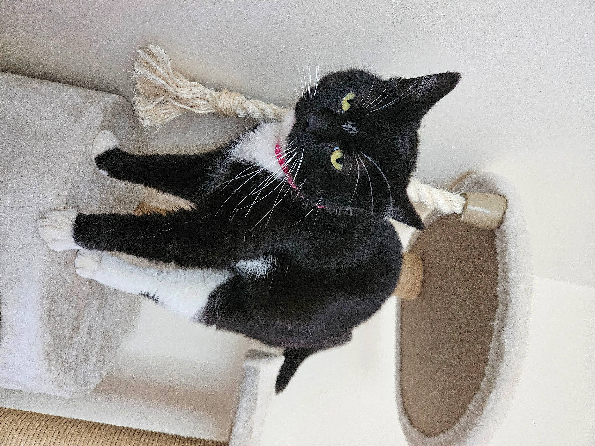 Jesse is registered to the contest to win money with this photo: black_cat, bombay, carnivore, cat, cat_supply, claw, comfort, domestic_short_haired_cat, felidae, foot, fur, mammal, paw, small_to_medium_sized_cats, snout, tail, whiskers, window