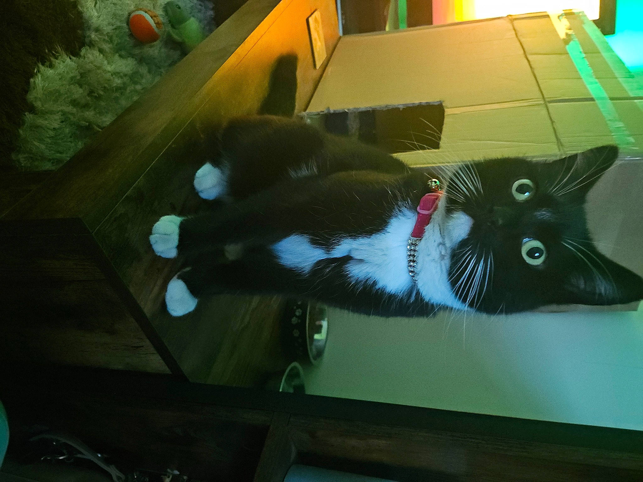 Jesse joined the competition — help win amazing prizes! art, black_cat, carmine, carnivore, cat, domestic_short_haired_cat, door, felidae, flooring, fur, room, small_to_medium_sized_cats, snapshot, tail, visual_arts, whiskers, window