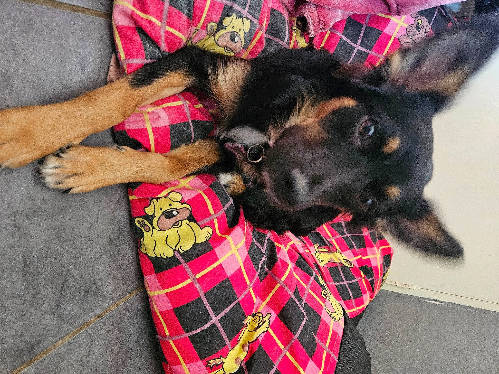 Laya is registered to the contest to win money with this photo: carnivore, collar, companion_dog, dog, dog_breed, dog_collar, dog_supply, ear, fawn, fur, linens, pattern, pet_supply, plaid, sleeve, snout, sporting_group, tartan, textile, working_animal