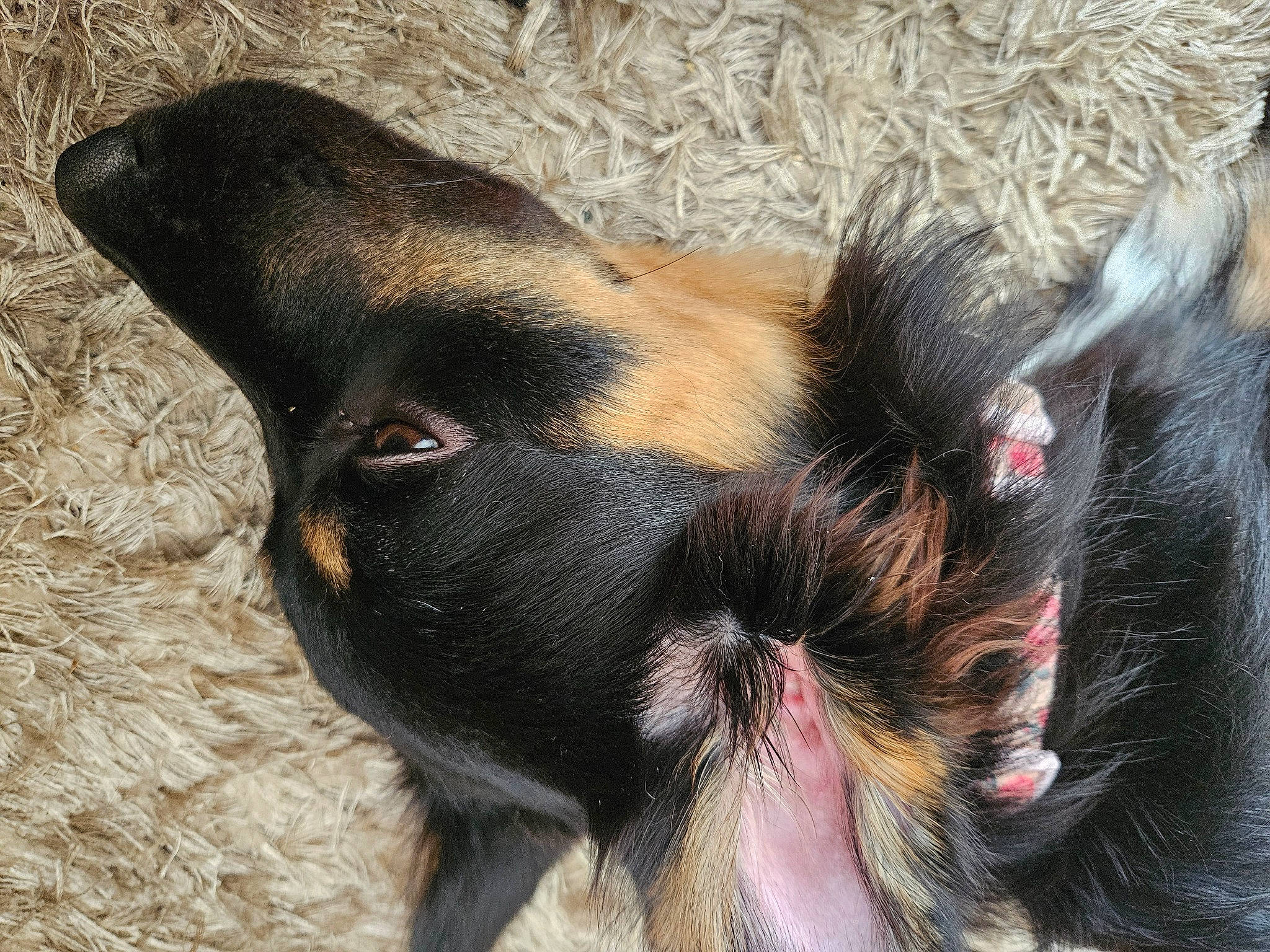 Laya joined the competition — help win amazing prizes! canidae, carnivore, claw, companion_dog, dog_breed, eye, fawn, foot, fur, liver, livestock, mammal, paw, sporting_group, terrestrial_animal, toe, vertebrate, whiskers, working_animal