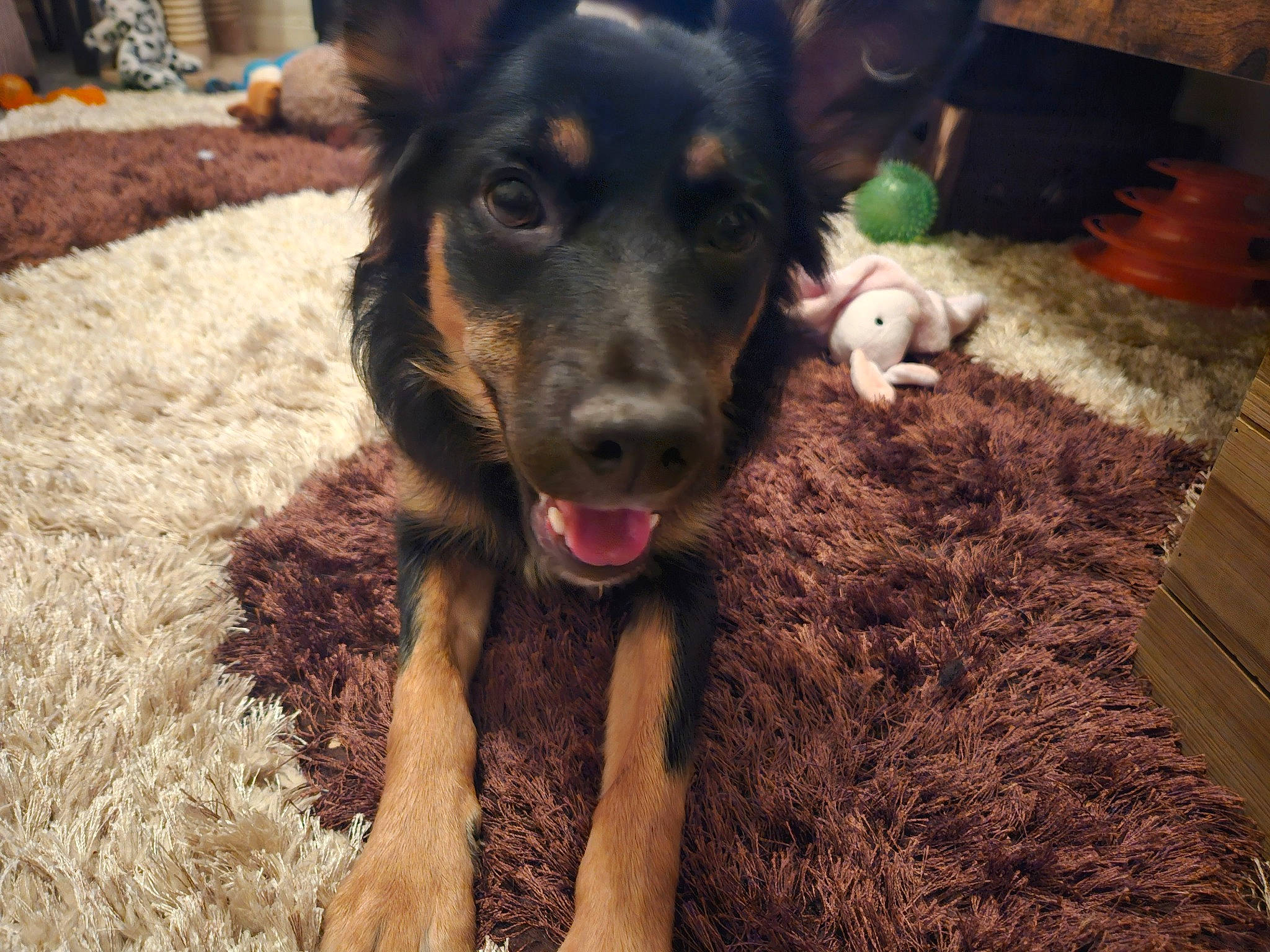 Laya is registered to the contest to win money with this photo: carnivore, companion_dog, dog, dog_breed, ear, fang, fur, grass, guard_dog, happy, herding_dog, soil, terrestrial_animal, texas_heeler, whiskers, wood, working_animal, working_dog