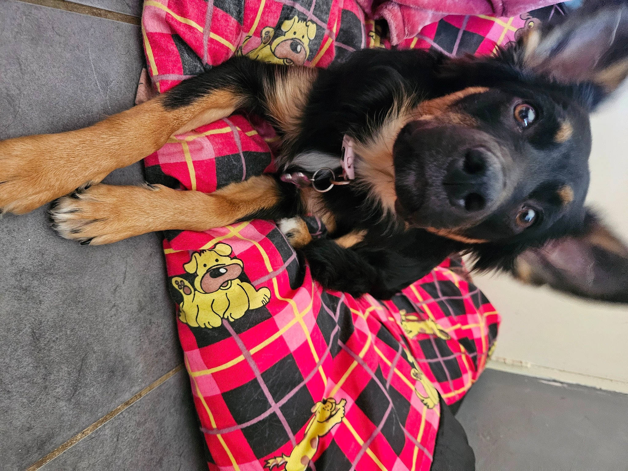 Laya is registered to the contest to win money with this photo: canidae, carnivore, collar, companion_dog, dog, dog_breed, dog_collar, dog_supply, ear, fawn, fur, pattern, plaid, sleeve, snout, sporting_group, t_shirt, tartan, textile, working_animal