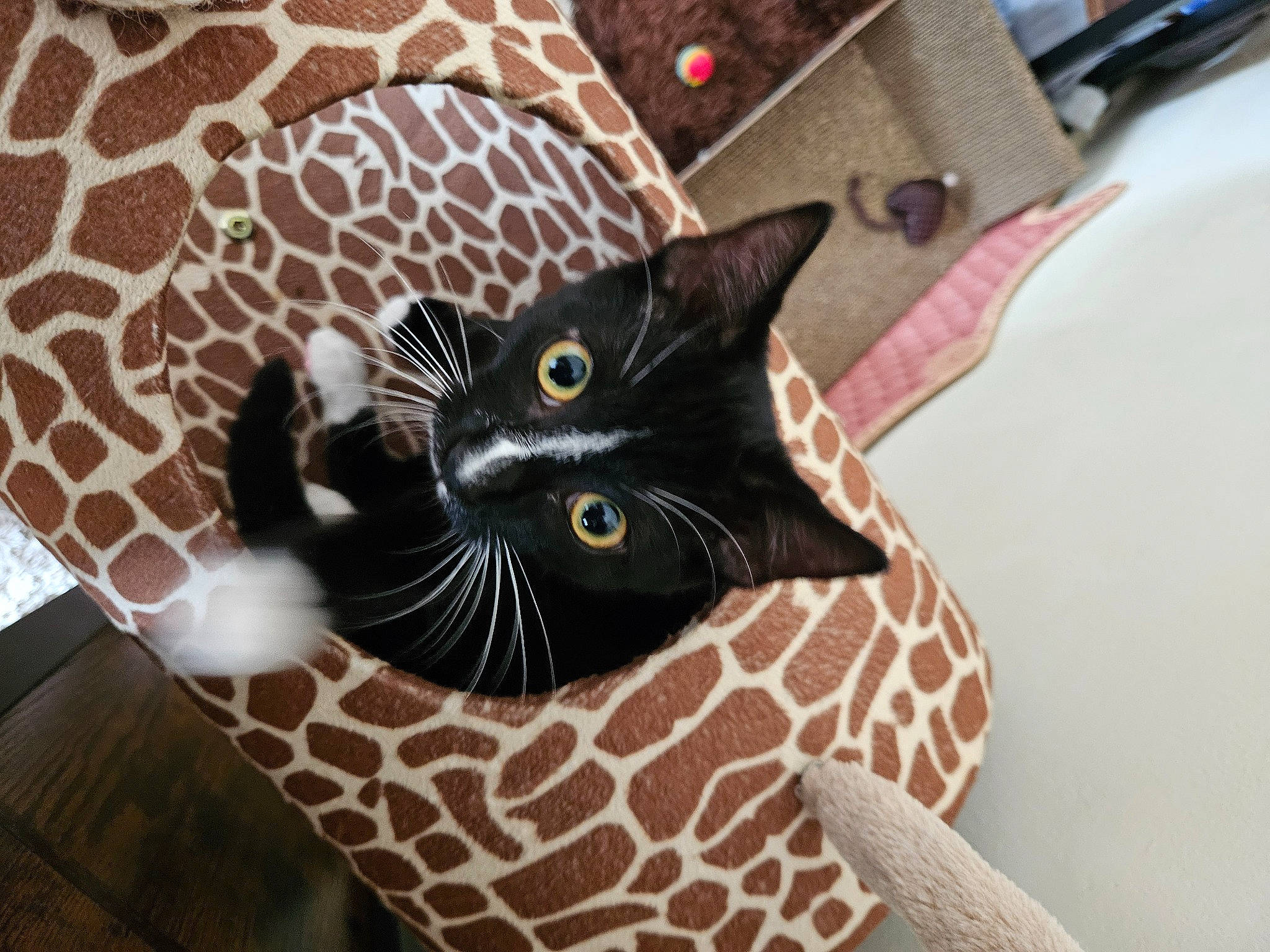 Misha joined the competition — help win amazing prizes! black_cat, carnivore, cat, cat_supply, comfort, domestic_short_haired_cat, felidae, flooring, fur, linens, pattern, pet_supply, room, small_to_medium_sized_cats, snout, tail, terrestrial_animal, textile, whiskers