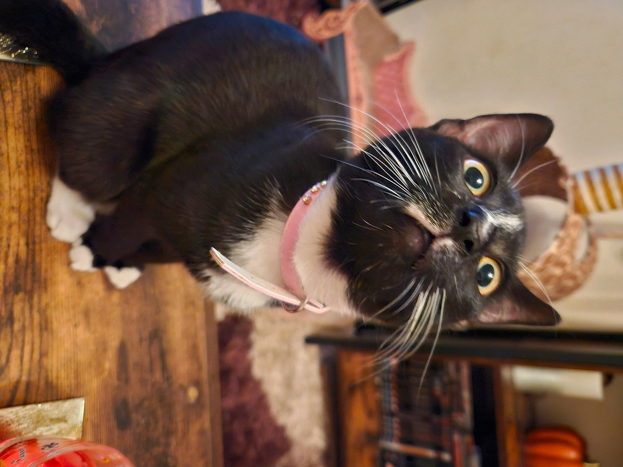 Misha joined the competition — help win amazing prizes! carnivore, cat, claw, comfort, domestic_short_haired_cat, ear, eyewear, felidae, fur, plant, small_to_medium_sized_cats, snout, sunglasses, tail, tree, whiskers, window, wood