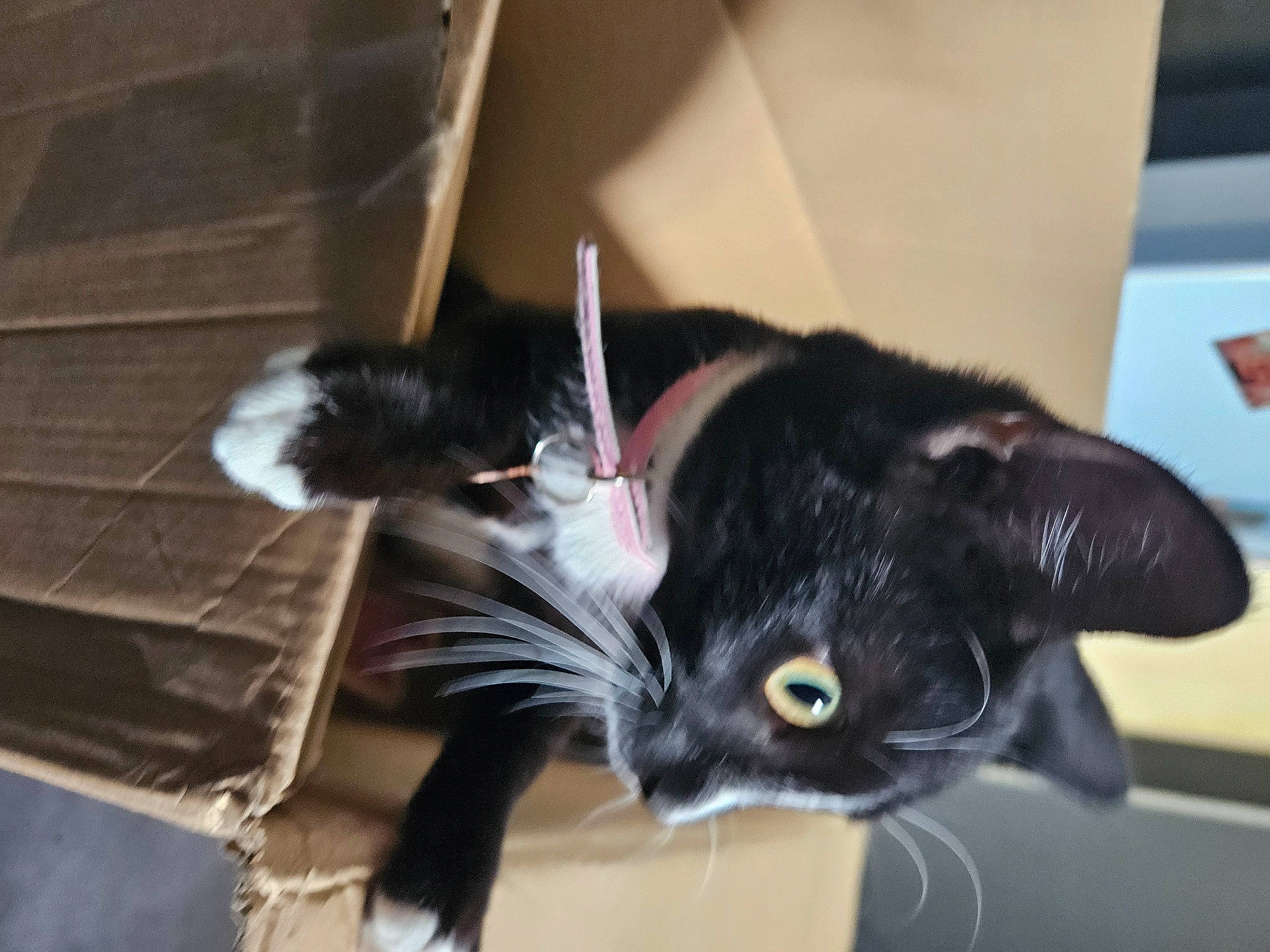 Misha joined the competition — help win amazing prizes! black_cat, box, carnivore, cat, claw, domestic_short_haired_cat, ear, felidae, fur, hardwood, natural_material, small_to_medium_sized_cats, tail, whiskers