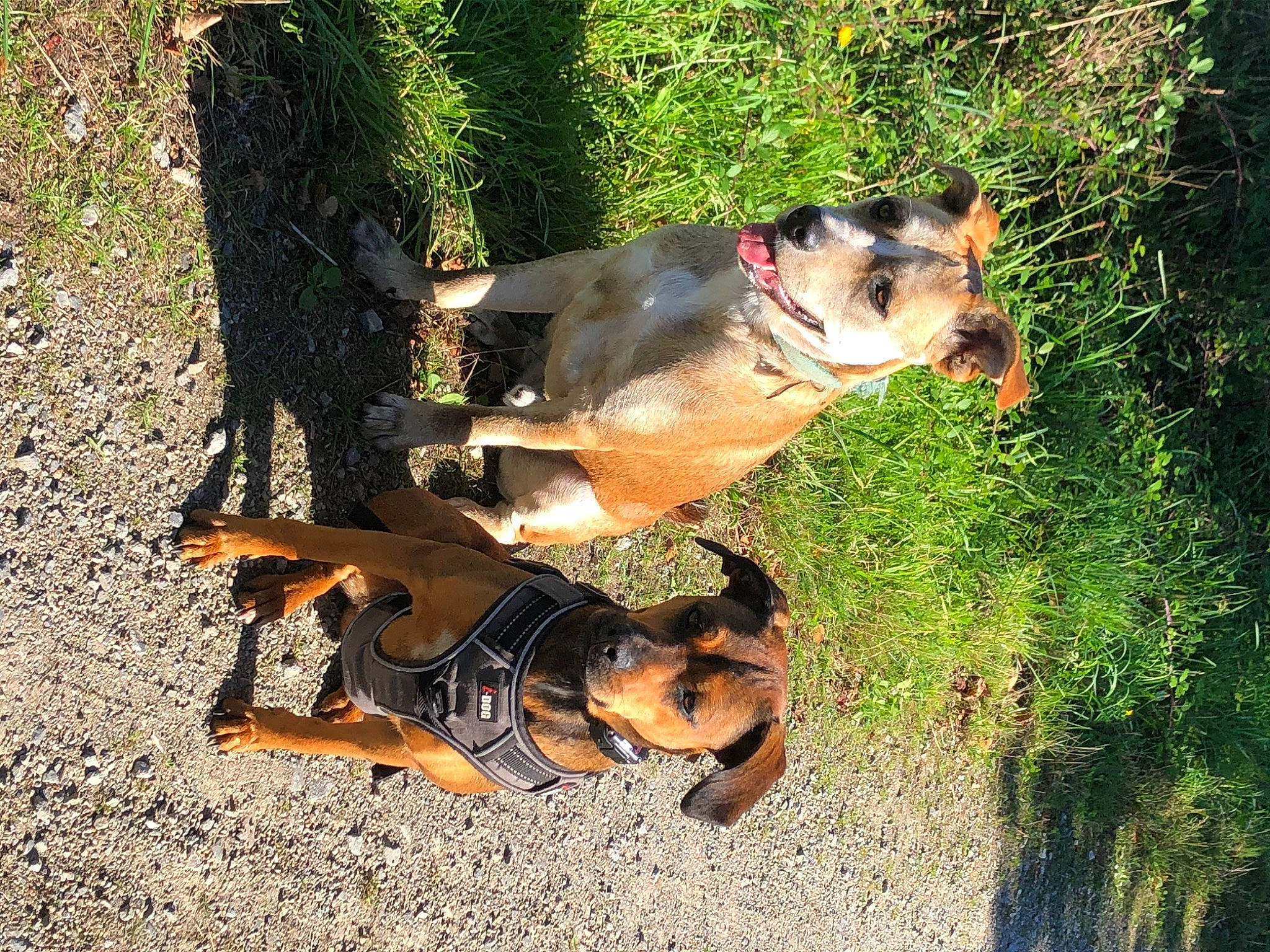 Doly participe au concours pour gagner de l'argent avec cette photo : canidae, carnivore, dog, dog_breed, grass, hunting_dog, miniature_pinscher, puppy, terrier