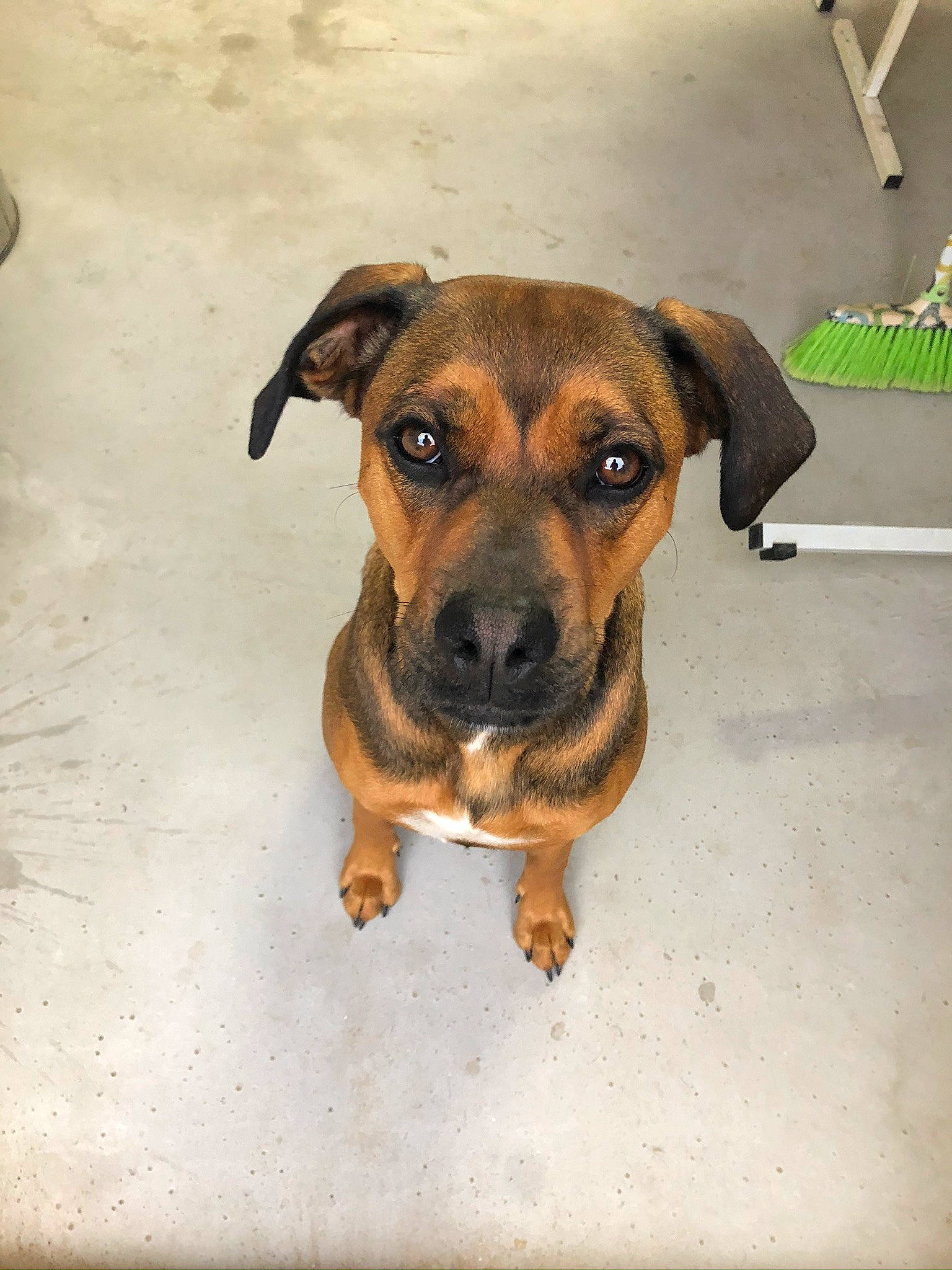 Doly participe au concours pour gagner de l'argent avec cette photo : black_mouth_cur, canidae, carlin_pinscher, carnivore, dog, dog_breed, fawn, mammal, mountain_cur, potcake_dog, puppy, rare_breed_dog, skin, snout, vertebrate, whiskers