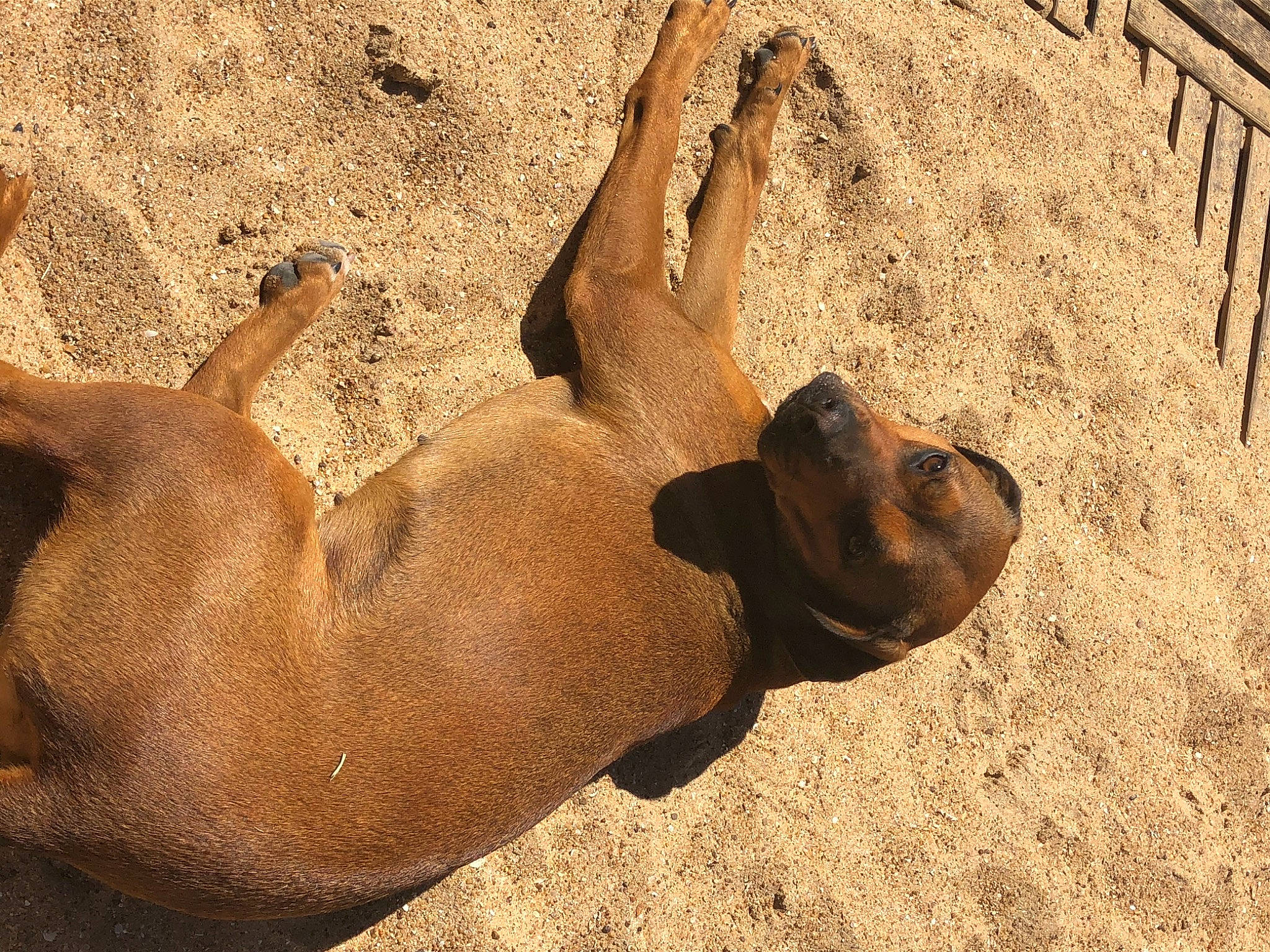 Doly a rejoint le concours — aidez-le/la à gagner de superbes lots ! boerboel, canidae, carnivore, dog, dog_breed, fawn, mammal, snout, sporting_group