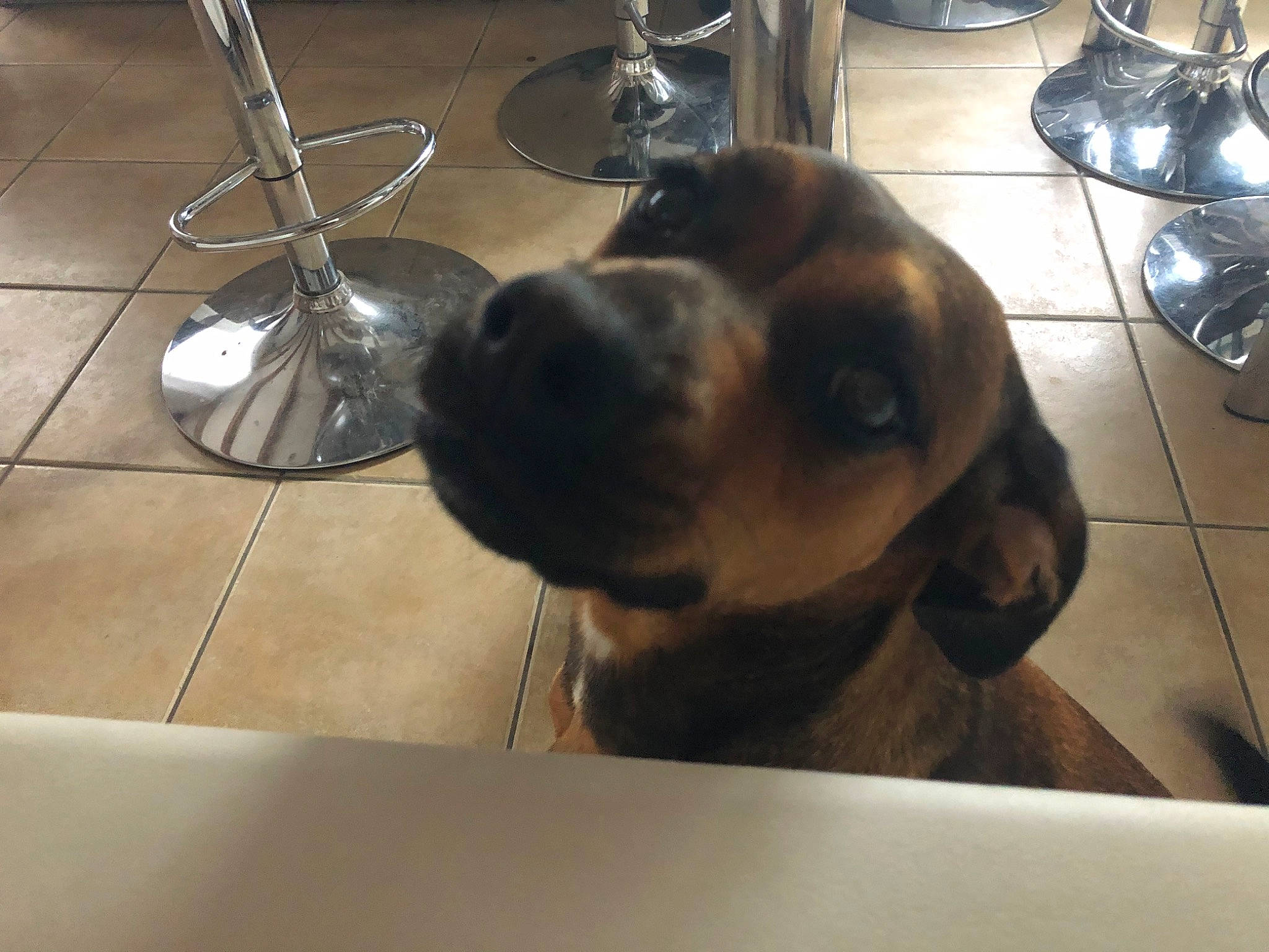 Doly a rejoint le concours — aidez-le/la à gagner de superbes lots ! black_mouth_cur, canidae, carnivore, dog, dog_breed, fawn, puppy, snout, sporting_group