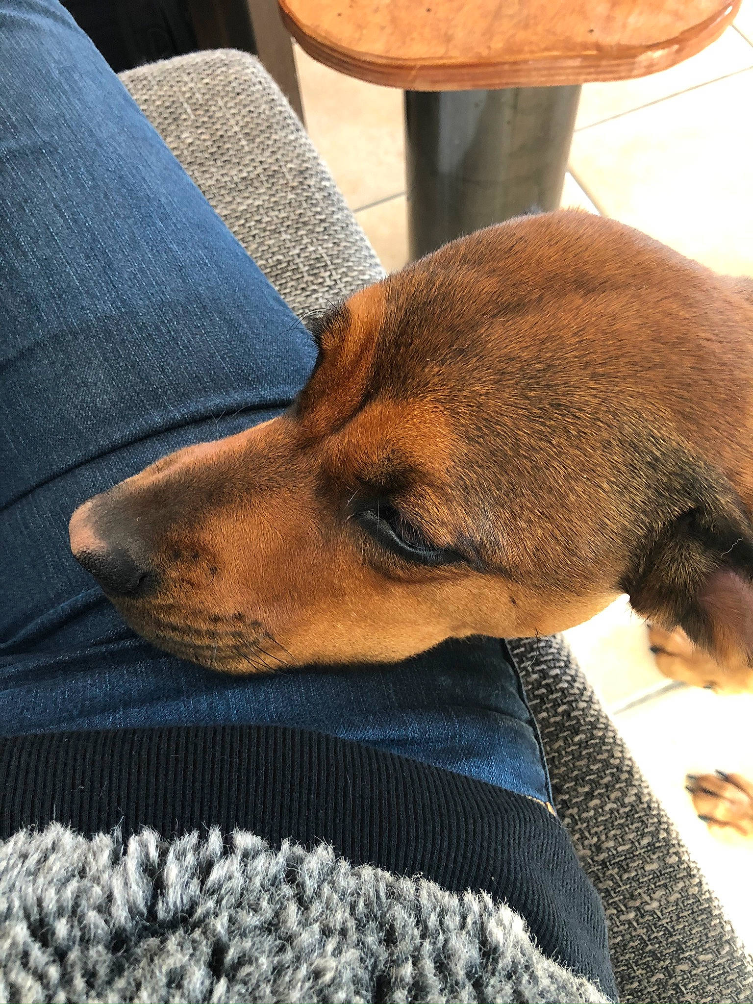 Doly participe au concours pour gagner de l'argent avec cette photo : canidae, carnivore, companion_dog, dog, dog_breed, fawn, mammal, mountain_cur, snout, sporting_group