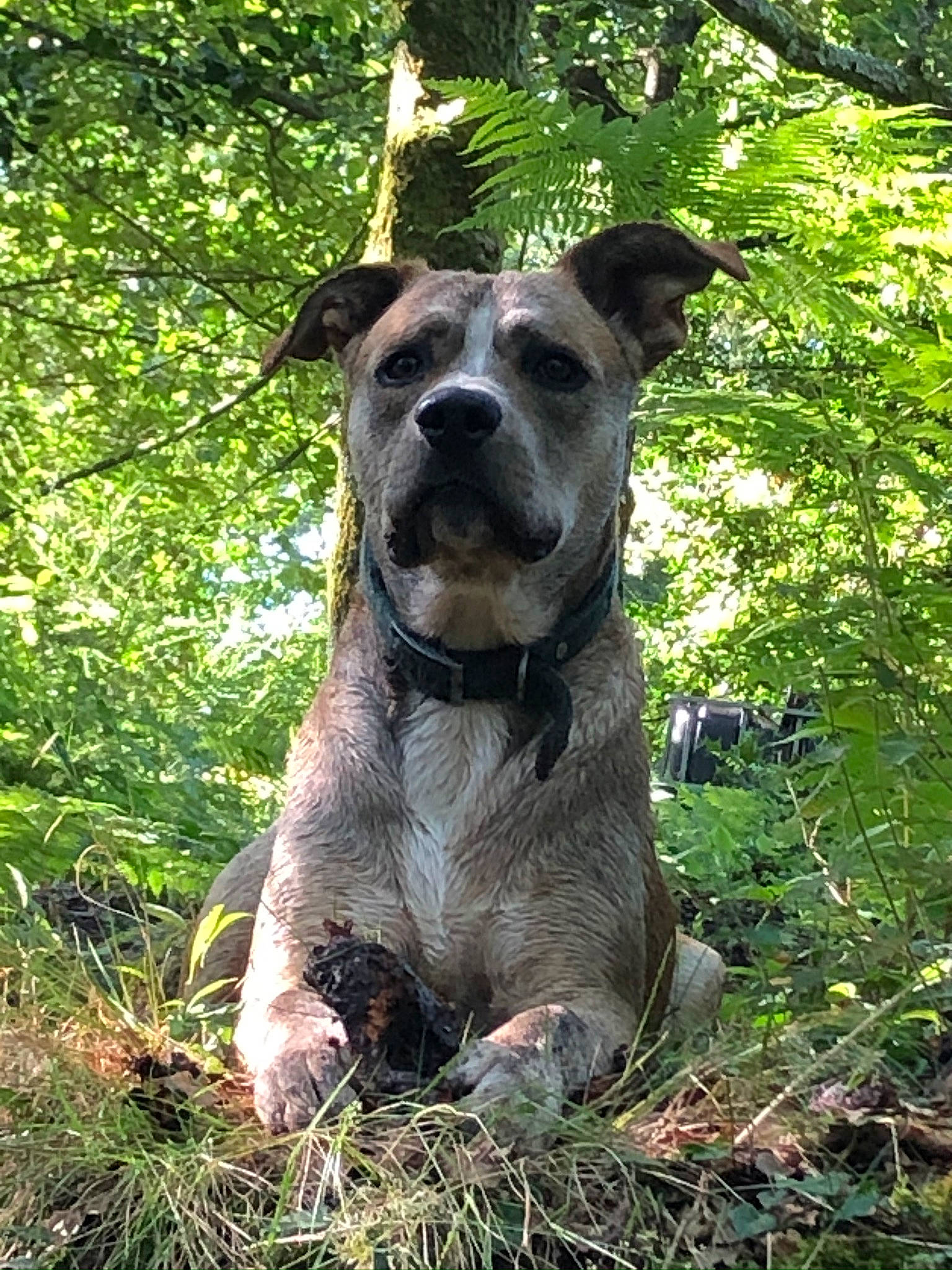 Djungo participe au concours pour gagner de l'argent avec cette photo : alano_espanol, alaunt, american_staffordshire_terrier, canidae, carnivore, catahoula_bulldog, cimarron_uruguayo, dog, dog_breed, fawn, guard_dog, mammal, non_sporting_group, perro_de_presa_canario, perro_de_presa_mallorquin, plant, rare_breed_dog, snout, sporting_group, vertebrate