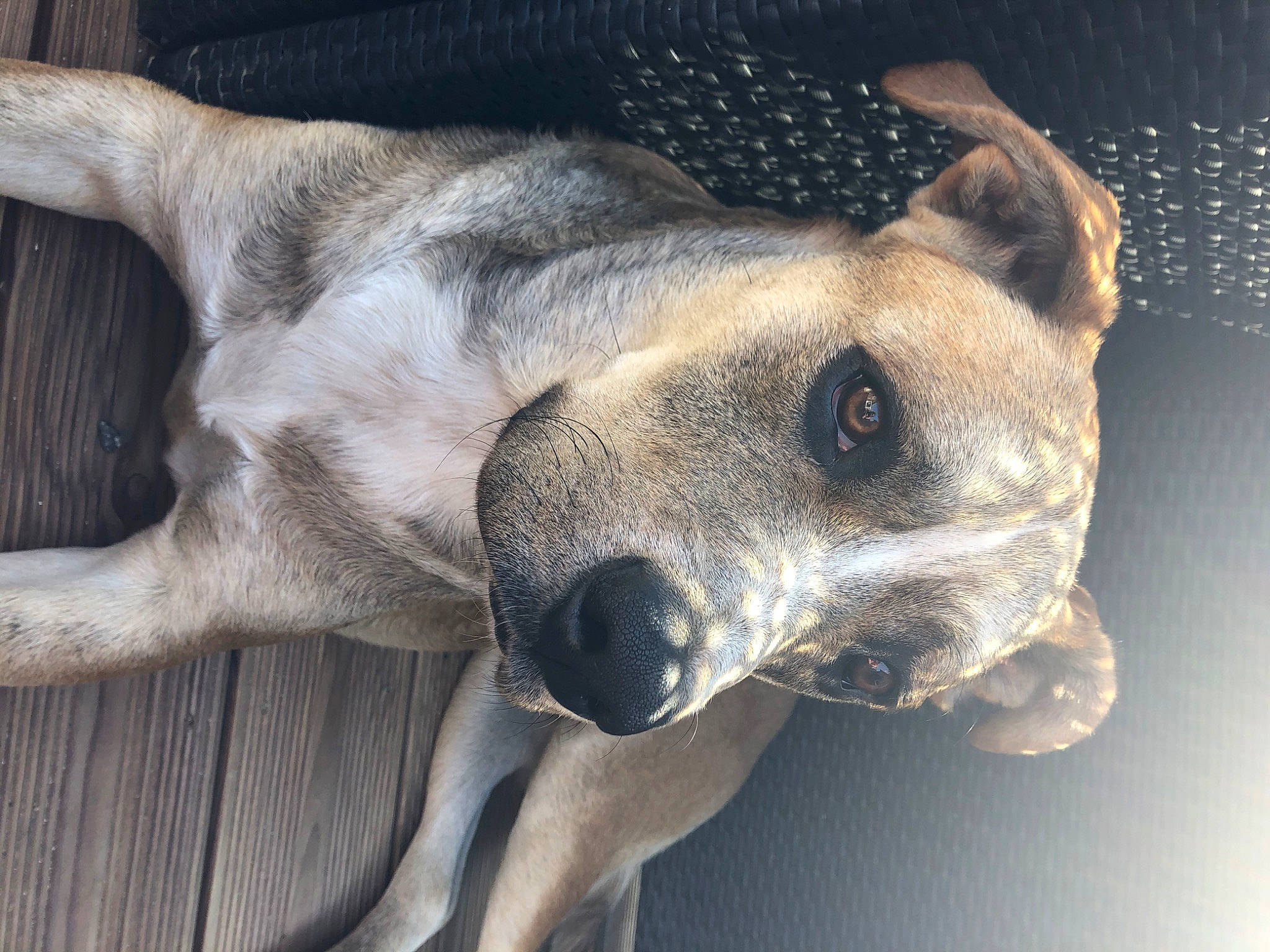 Djungo participe au concours pour gagner de l'argent avec cette photo : aspin, canidae, carnivore, companion_dog, dog, dog_breed, fawn, feist, galgo_espanol, greyhound, hortaya_borzaya, lurcher, mammal, mountain_cur, potcake_dog, sloughi, snout, street_dog, vertebrate, whippet