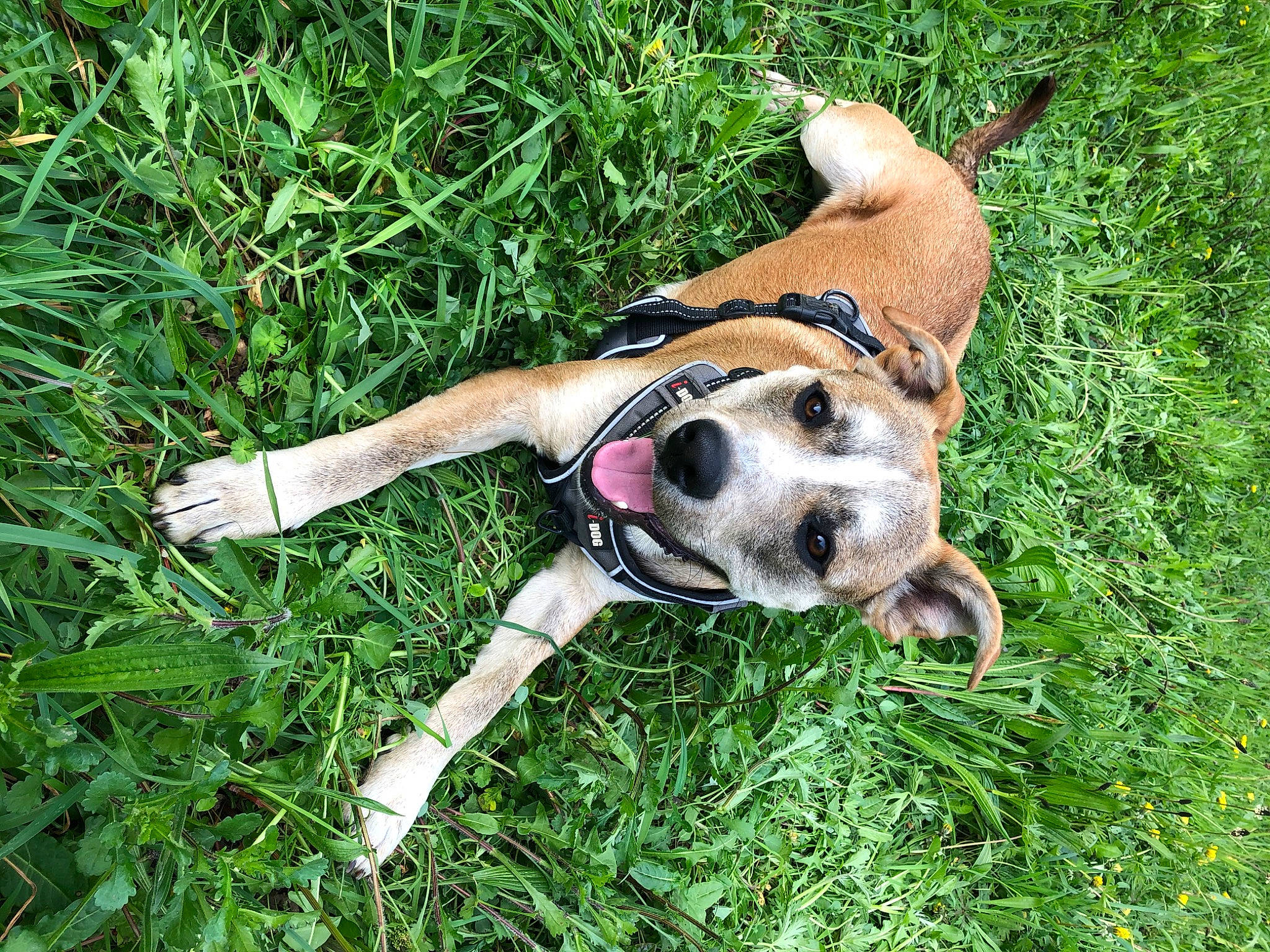 Djungo participe au concours pour gagner de l'argent avec cette photo : canidae, carnivore, dog, dog_breed, fawn, grass, mammal, plant