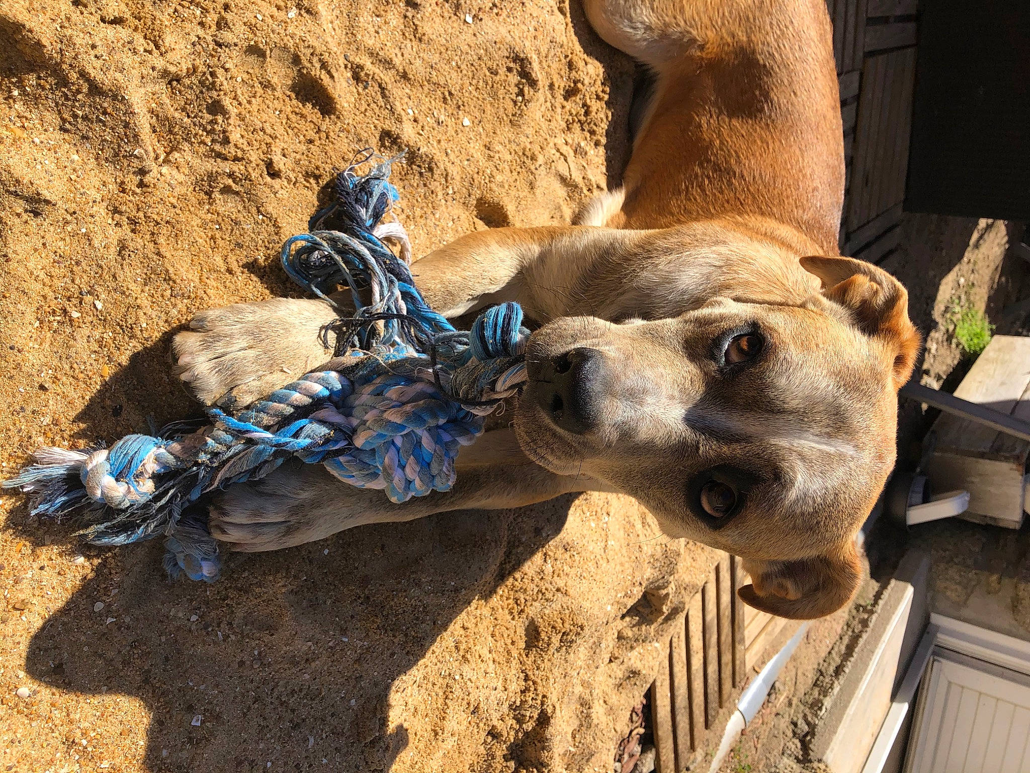 Djungo a rejoint le concours — aidez-le/la à gagner de superbes lots ! camelid, canidae, carnivore, dog_breed, fawn, snout, sporting_group