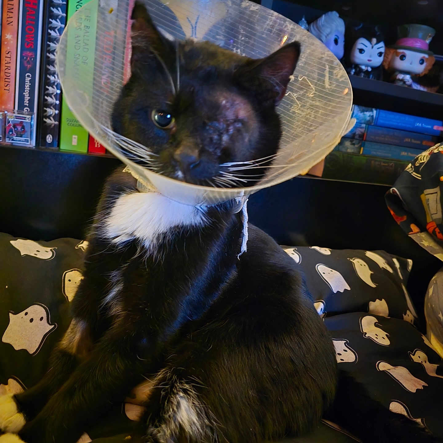 Sir Tom is registered to the contest to win money with this photo: animal, black_and_white, bookshelf, cat, close_up, cone, cushion, cute, decor, feline, figurines, ghost_pattern, home, indoors, one_eyed, pet, recovery, resting, sitting, whiskers