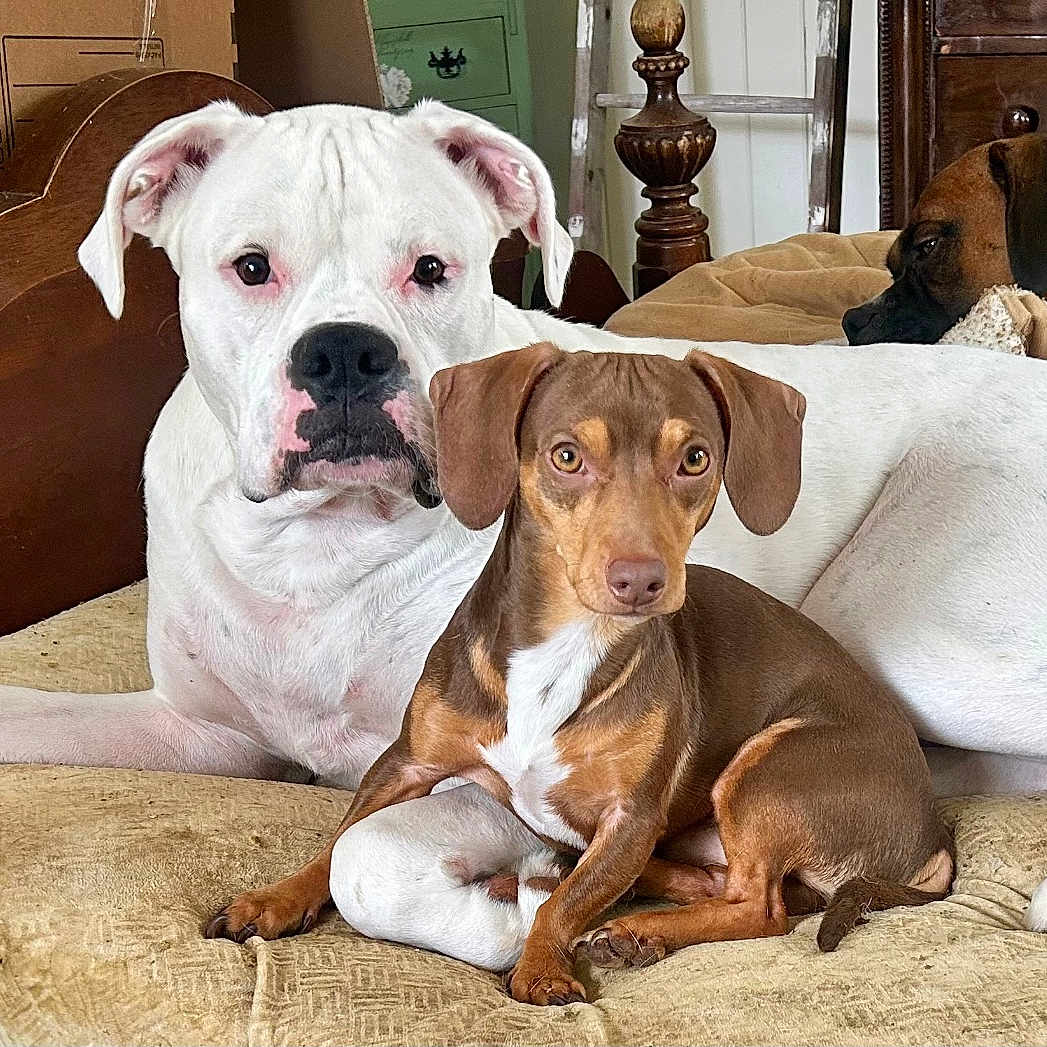 Bentley And Beau joined the competition — help win amazing prizes! animal, bostonbull, boxer, bulldog, canine, couch, cushion, dog, dogbed, frenchbulldog, furniture, homedecor, hound, pet, pitbull, pointer, puppy, snout, whitedog