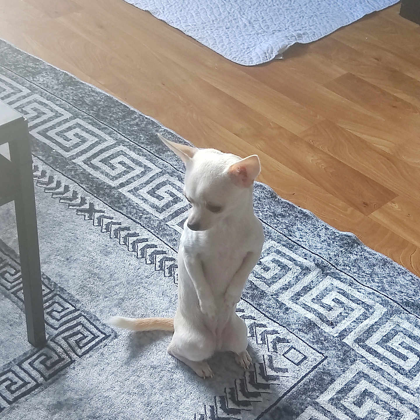 Lola a rejoint le concours — aidez-le/la à gagner de superbes lots ! animal, canine, companion, curious, cute, dog, domestic, floor, furniture, indoor, mat, patterned_rug, pet, rug, shy, small_dog, standing, table_leg, white_dog, wooden_floor