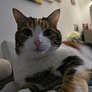 Perle participe au concours pour gagner de l'argent avec cette photo : animal, blurred_background, cat, close_up, comfortable, cozy, curious, domestic, feline, fur, home_decor, indoor, laying_down, mammal, pet, pink_nose, relaxed, soft_surface, whiskers, wide_eyes