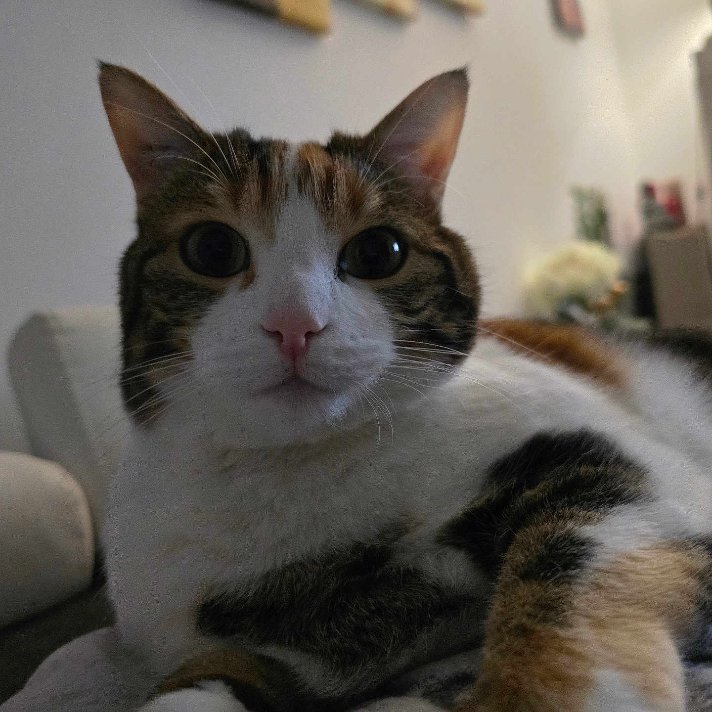 Perle participe au concours pour gagner de l'argent avec cette photo : animal, blurred_background, cat, close_up, comfortable, cozy, curious, domestic, feline, fur, home_decor, indoor, laying_down, mammal, pet, pink_nose, relaxed, soft_surface, whiskers, wide_eyes