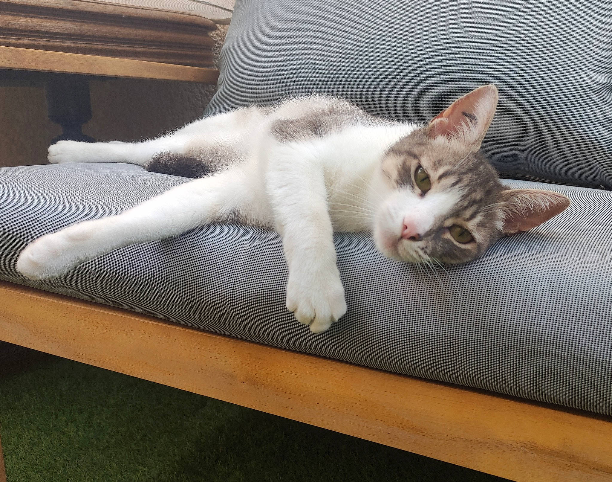 Sweet a rejoint le concours — aidez-le/la à gagner de superbes lots ! carnivore, cat, claw, comfort, domestic_short_haired_cat, felidae, flooring, fur, grey, hardwood, mammal, metal, nap, paw, sitting, small_to_medium_sized_cats, snout, tail, whiskers, wood