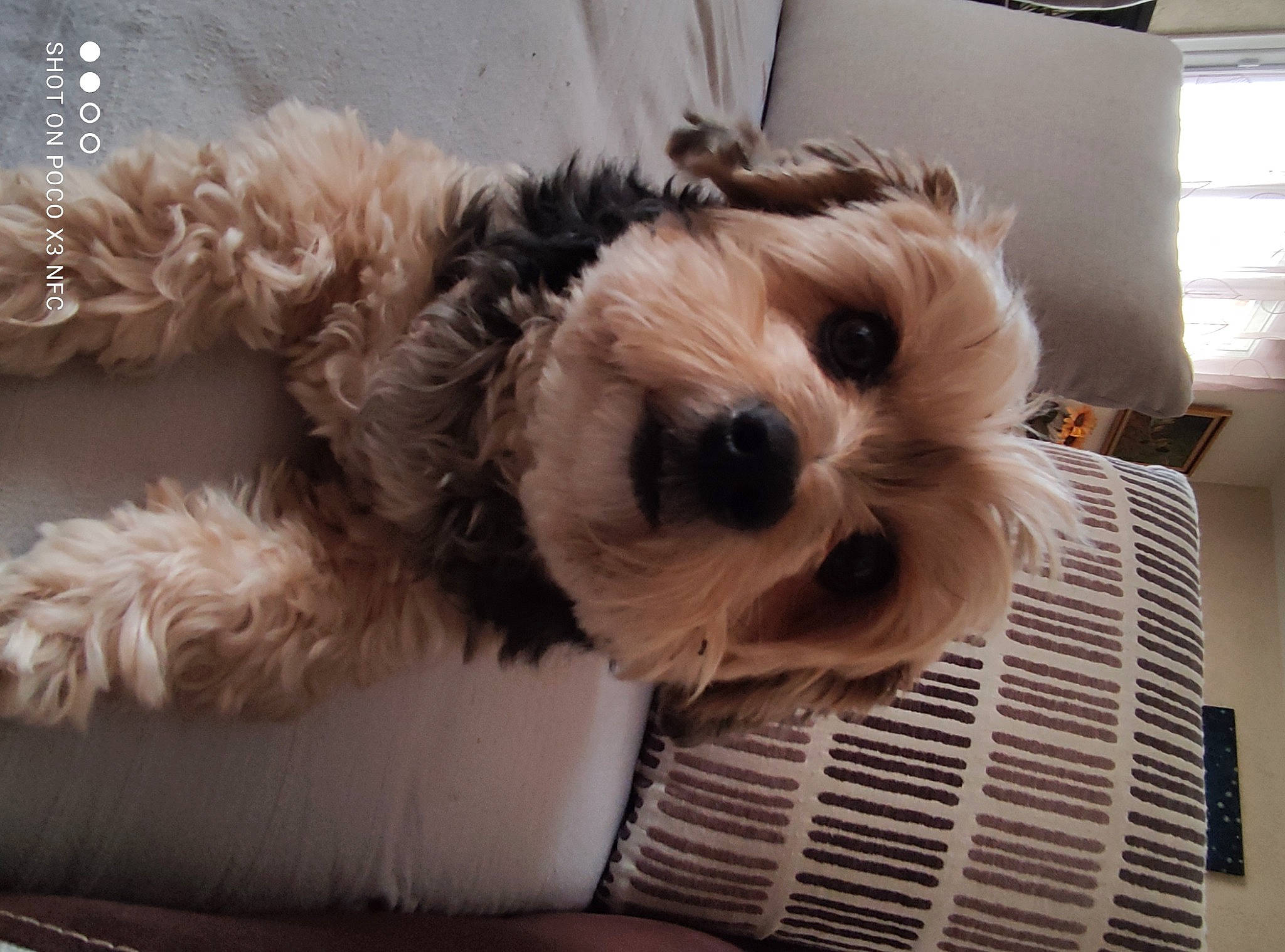 Louna participe au concours pour gagner de l'argent avec cette photo : carnivore, collar, companion_dog, couch, dog, dog_breed, dog_clothes, dog_collar, dog_supply, fawn, fur, pet_supply, puppy_love, small_terrier, snout, terrier, toy, toy_dog, whiskers, working_animal