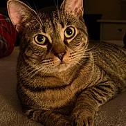 Java is registered to the contest to win money with this photo: animal, cat, close_up, cozy, cute, domestic, eyes, feline, fur, indoor, lying_down, mammal, paws, pet, portrait, relaxed, soft, striped, tabby, whiskers