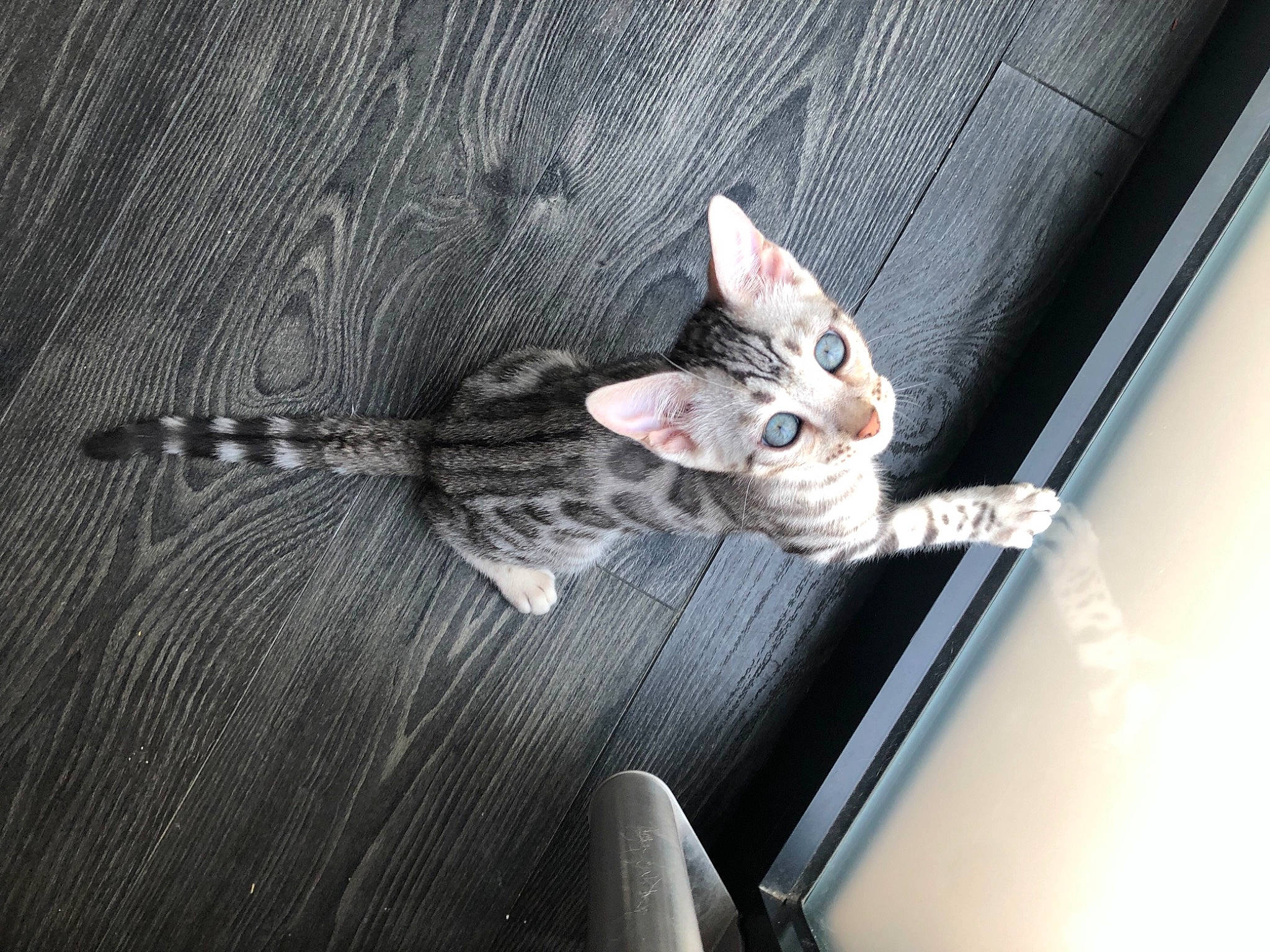 Surprise a rejoint le concours — aidez-le/la à gagner de superbes lots ! carnivore, cat, claw, comfort, couch, domestic_short_haired_cat, eye, fawn, felidae, foot, fur, grey, head, paw, small_to_medium_sized_cats, snout, tail, vehicle, whiskers, wood