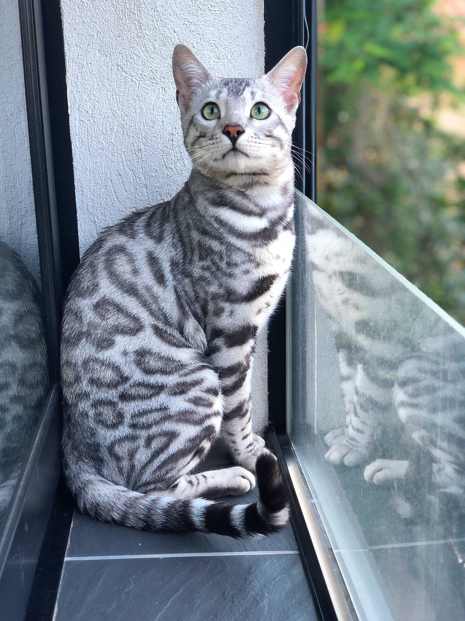 Nahar participe au concours pour gagner de l'argent avec cette photo : american_shorthair, asian, bengal, california_spangled, carnivore, cat, domestic_short_haired_cat, dragon_li, egyptian_mau, european_shorthair, felidae, kitten, mammal, ocicat, savannah, small_to_medium_sized_cats, tabby_cat, vertebrate, whiskers