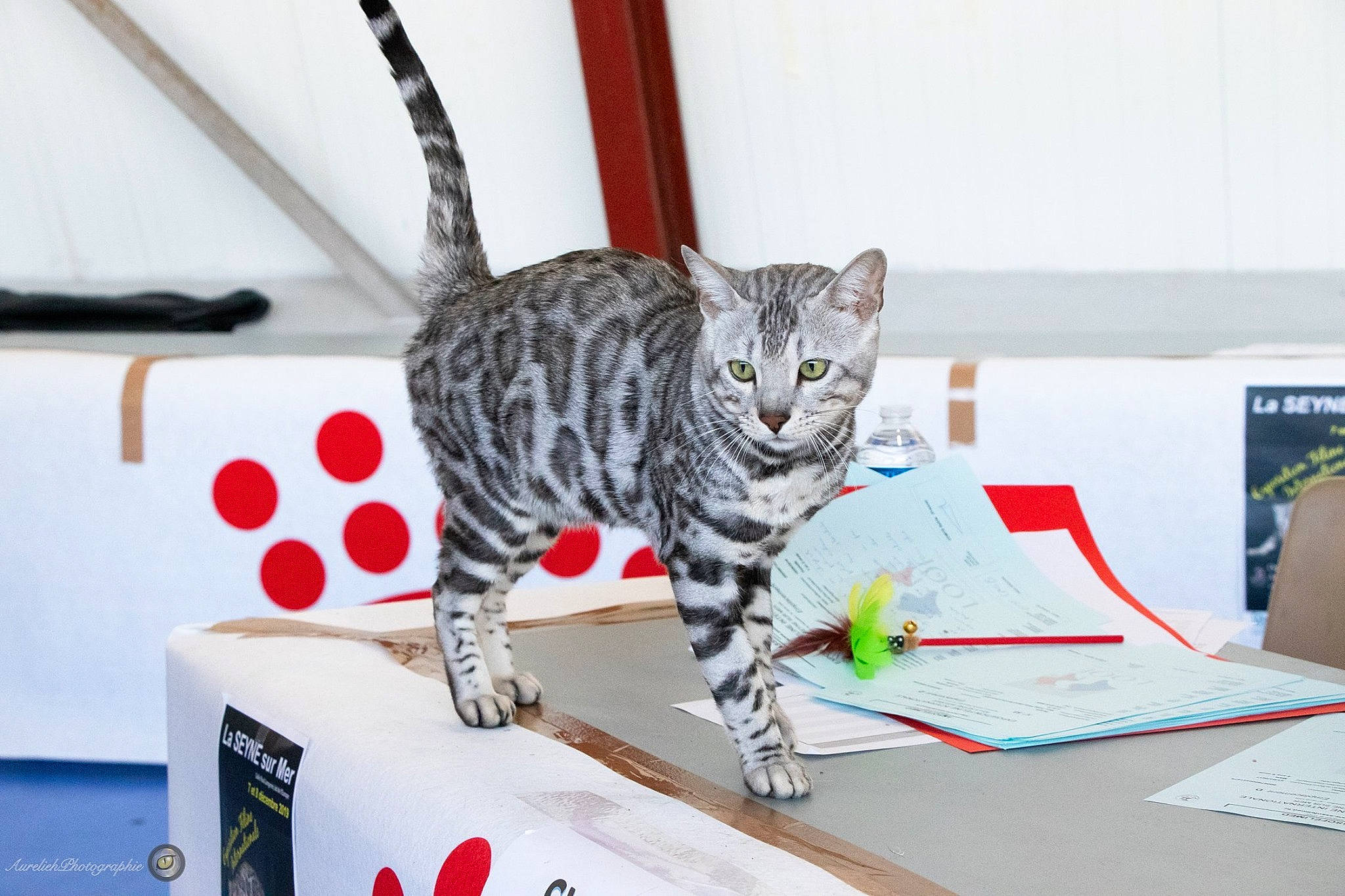 Nahar participe au concours pour gagner de l'argent avec cette photo : american_shorthair, asian, bengal, california_spangled, carnivore, cat, domestic_short_haired_cat, dragon_li, egyptian_mau, european_shorthair, felidae, kitten, mammal, ocicat, savannah, small_to_medium_sized_cats, tabby_cat, whiskers