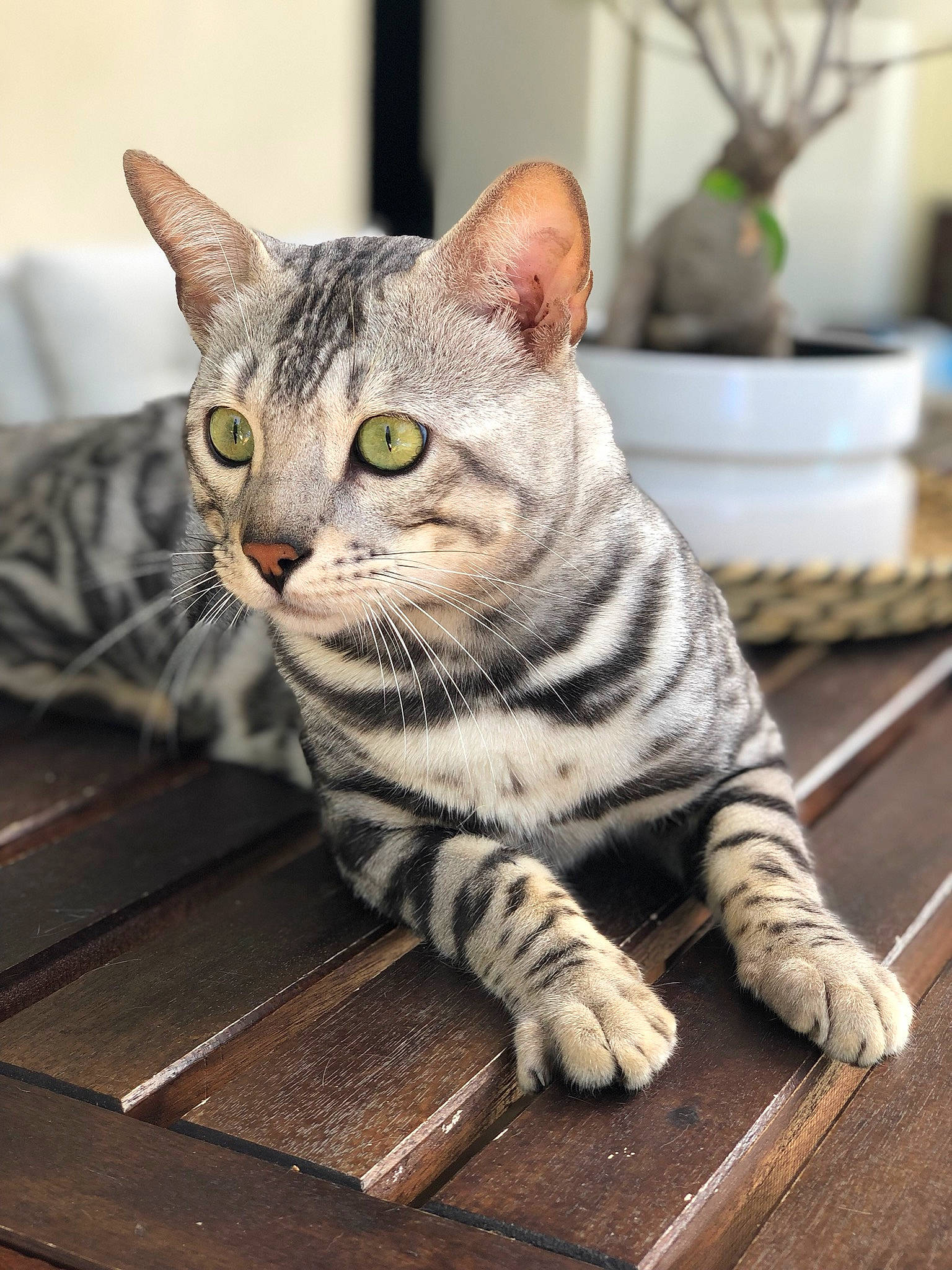 Nahar participe au concours pour gagner de l'argent avec cette photo : aegean_cat, american_shorthair, american_wirehair, asian, australian_mist, california_spangled, carnivore, cat, domestic_short_haired_cat, dragon_li, european_shorthair, felidae, kitten, mammal, ocicat, paw, small_to_medium_sized_cats, tabby_cat, vertebrate, whiskers