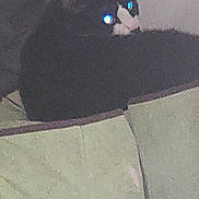 Shadow is registered to the contest to win money with this photo: cat, black_and_white, couch, indoor, pet, feline, animal, glowing_eyes, dark, furniture, resting, domestic, mammal, sitting, blur, grainy, low_light, shadow, home, cozy